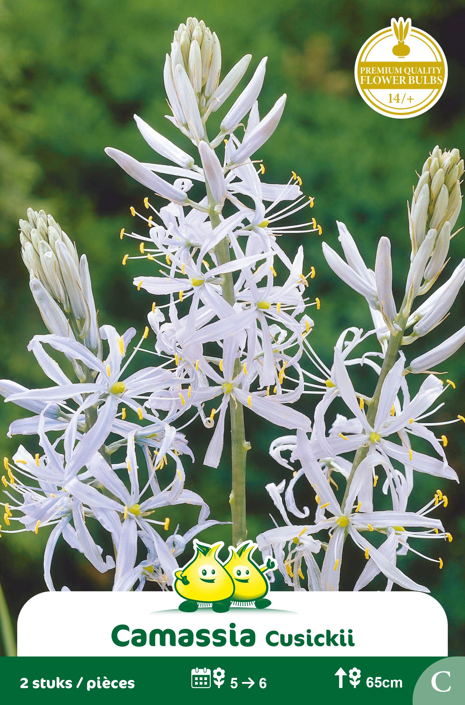 ZAKJES CAMASSIA CUSIKII C