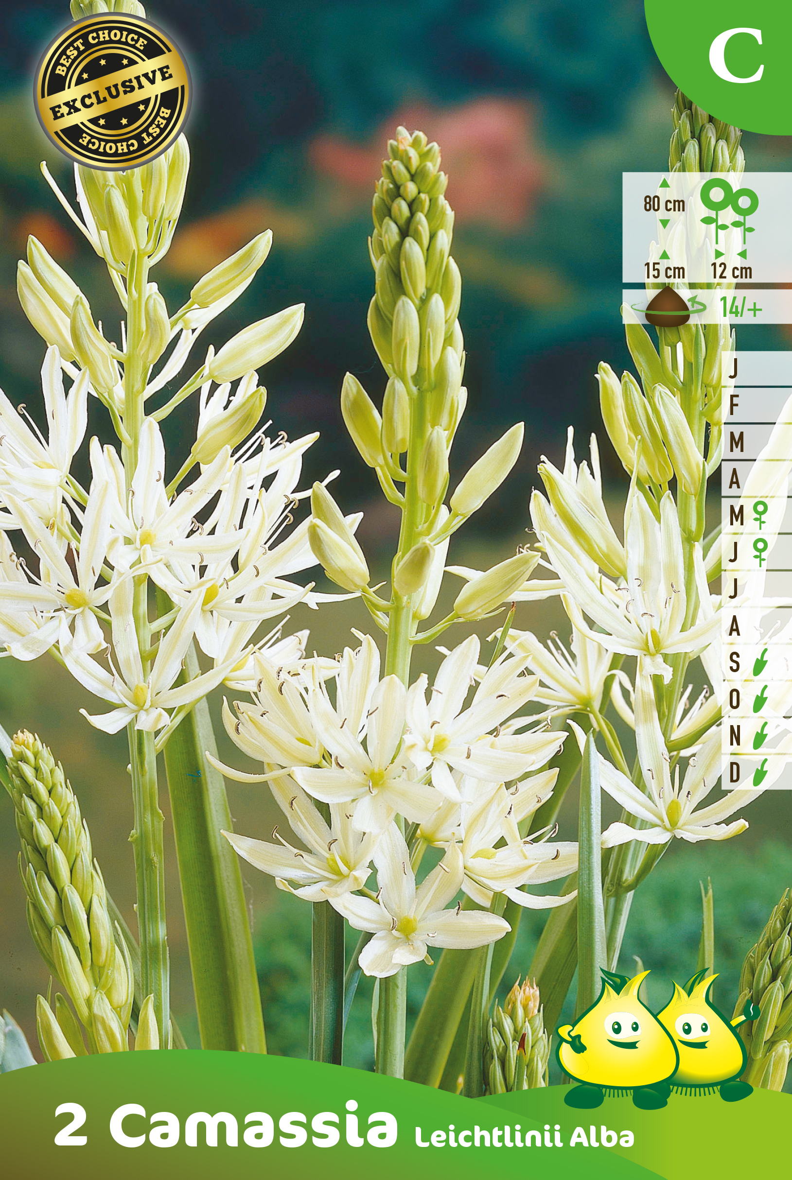 ZAKJES CAMASSIA LEICHTLINII ALBA c