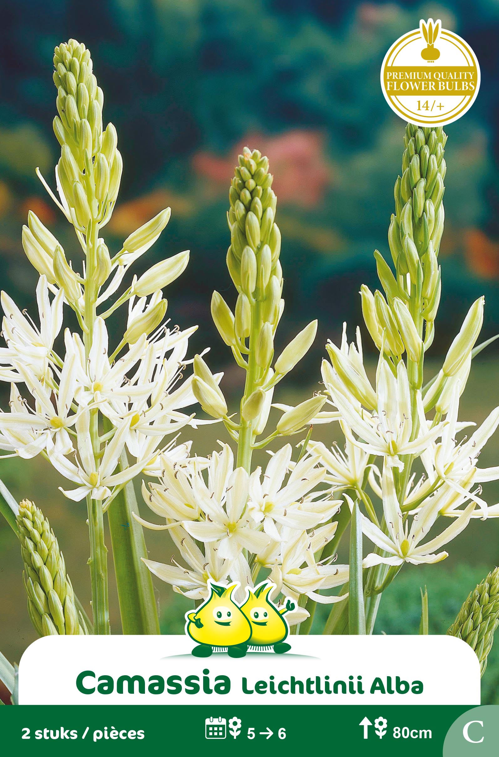 SACHET CAMASSIA  LEICHTLINII ALBA c