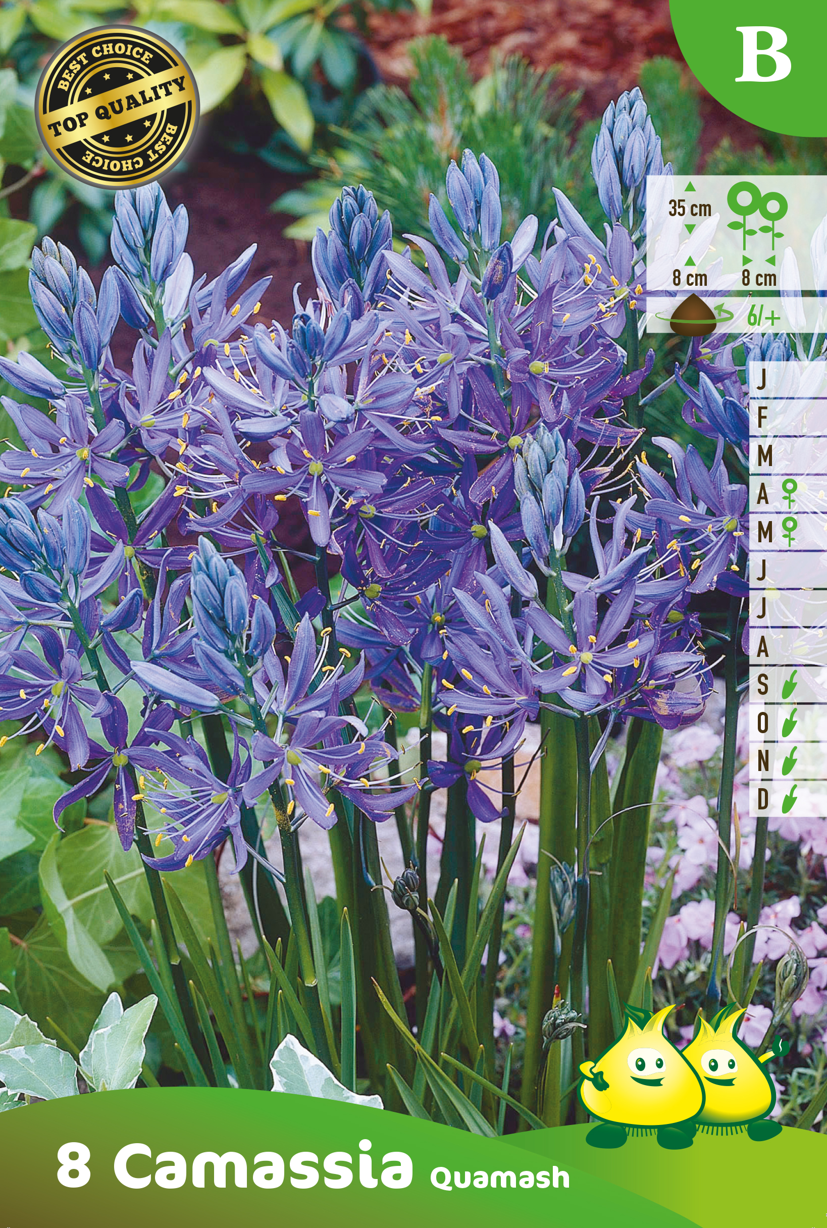 ZAKJES CAMASSIA QUAMASH B