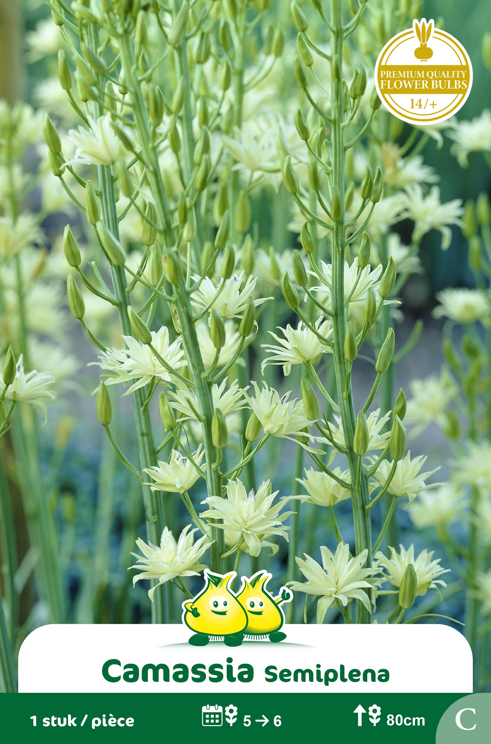 SACHETS CAMASSIA LEICHTLINII SEMIPLENA C