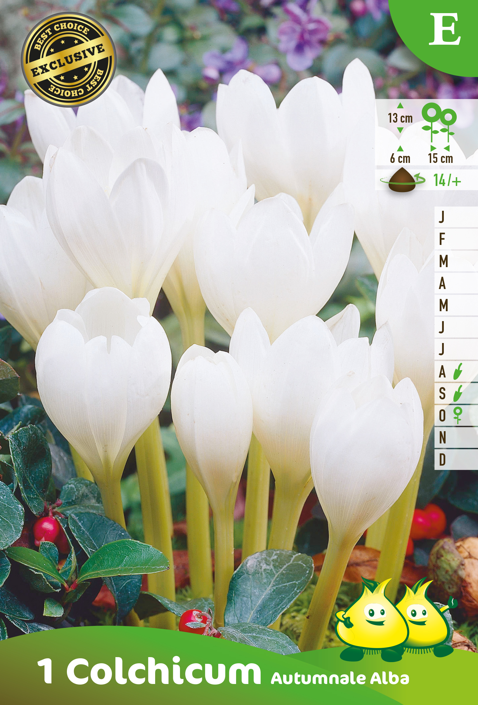 ZAKJE COLCHICUM ALBA E