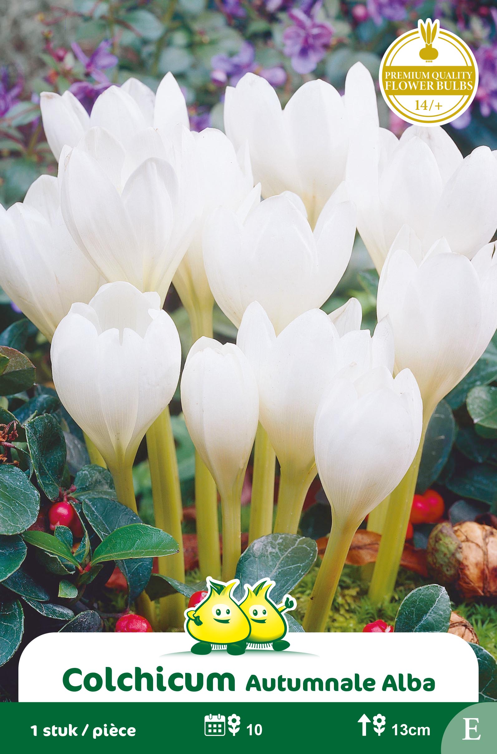 ZAKJE COLCHICUM ALBA E