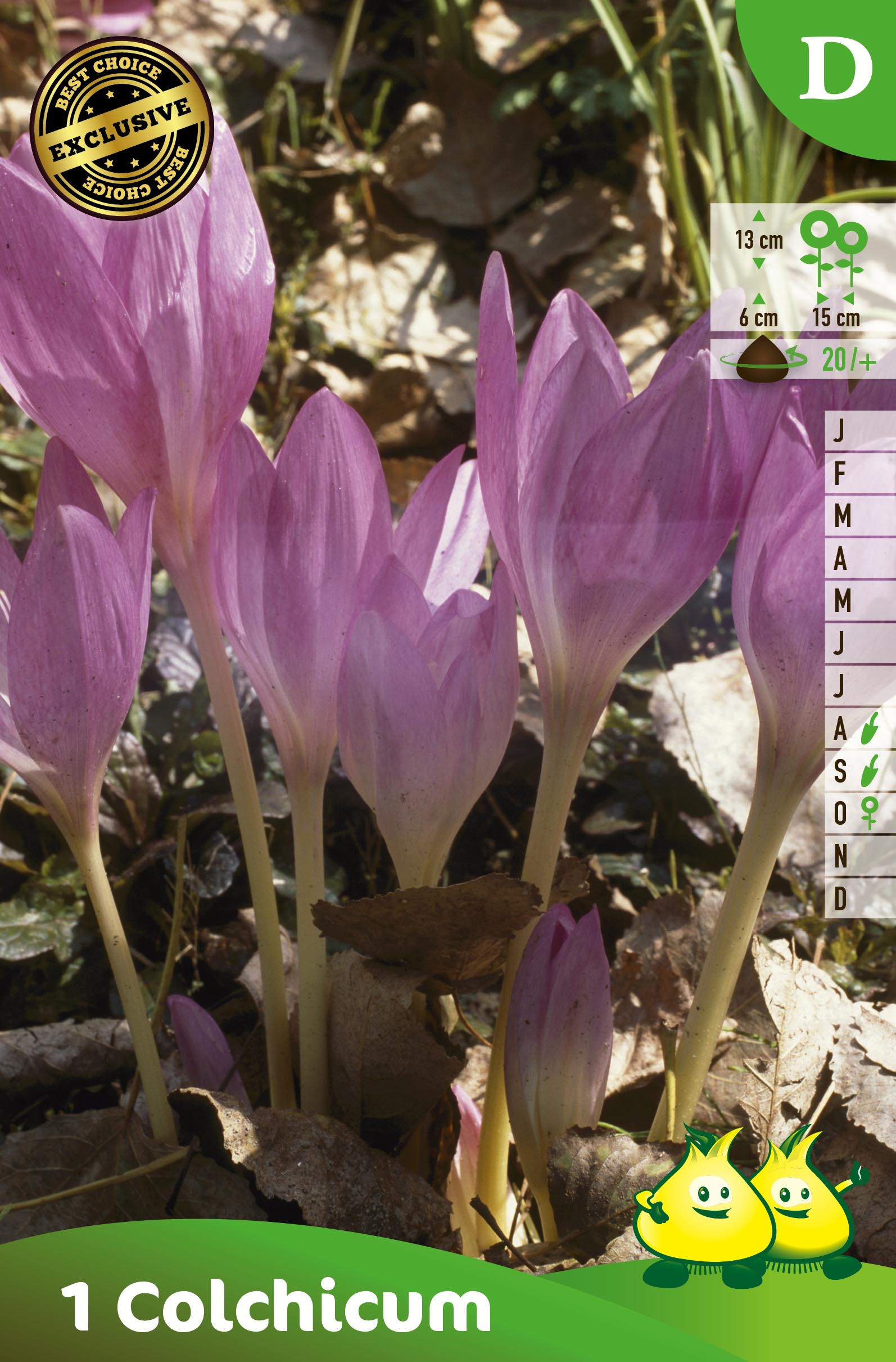 ZAKJES  COLCHICUM LILAC WONDER D