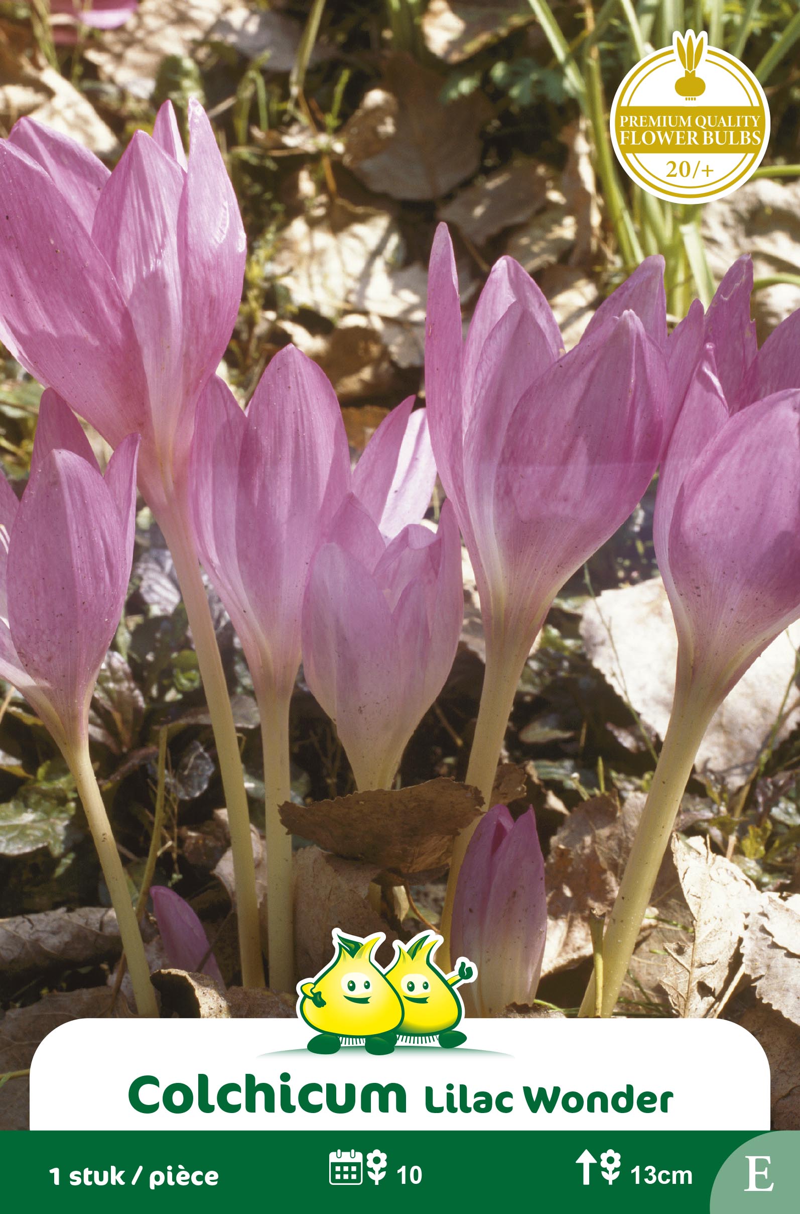 SACHET COLCHICUM LILAC WONDER D