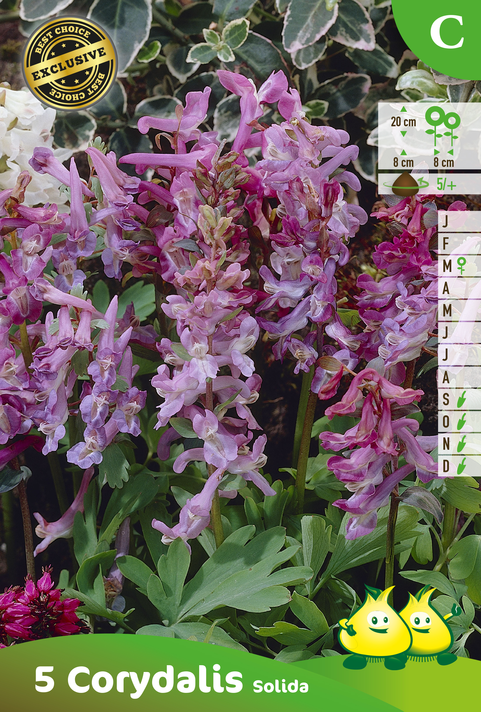 ZAKJES CORYDALIS SOLIDA C
