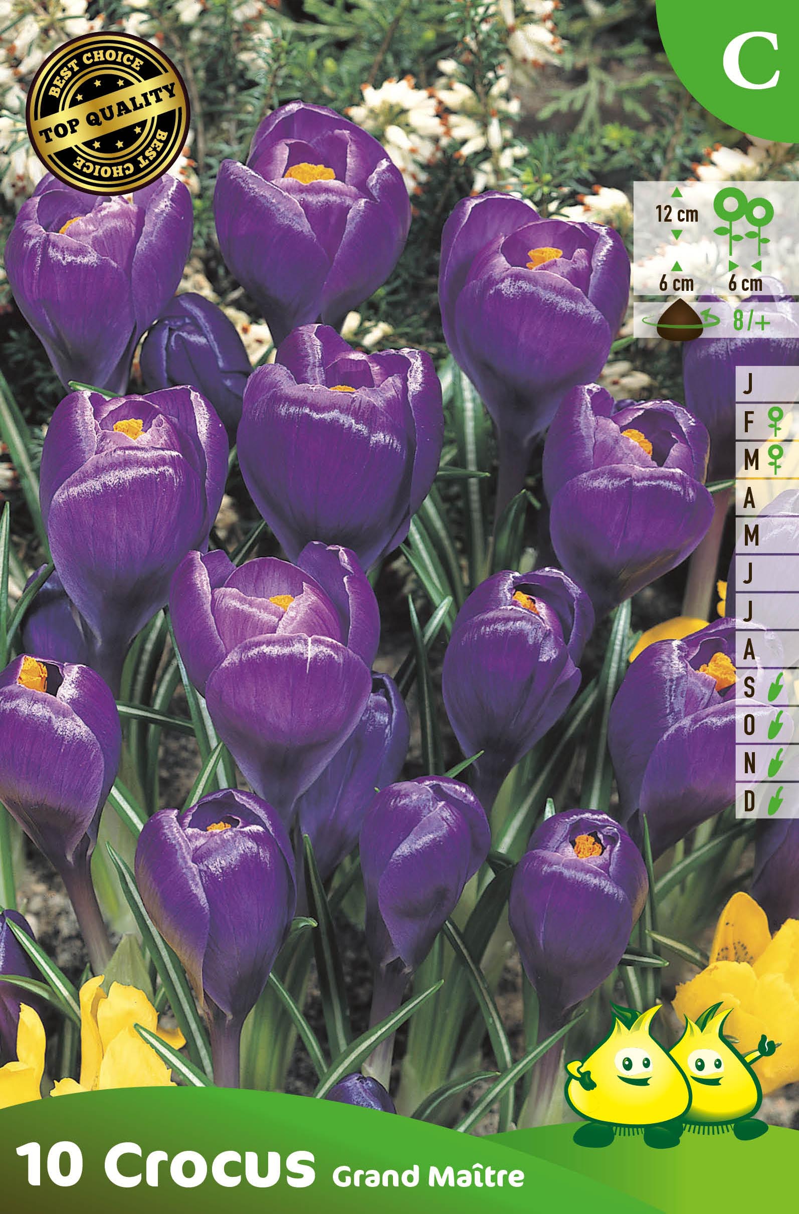 ZAKJES CROCUS PURPER - DONKER BLAUW C
