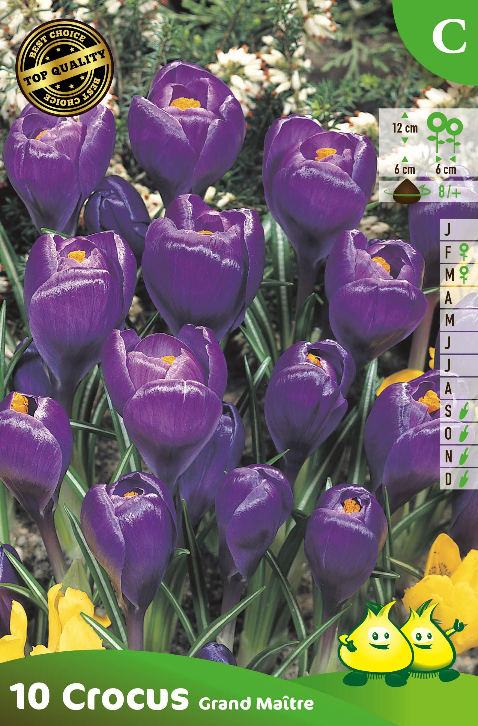 ZAKJES CROCUS  PURPER - DONKER BLAUW C