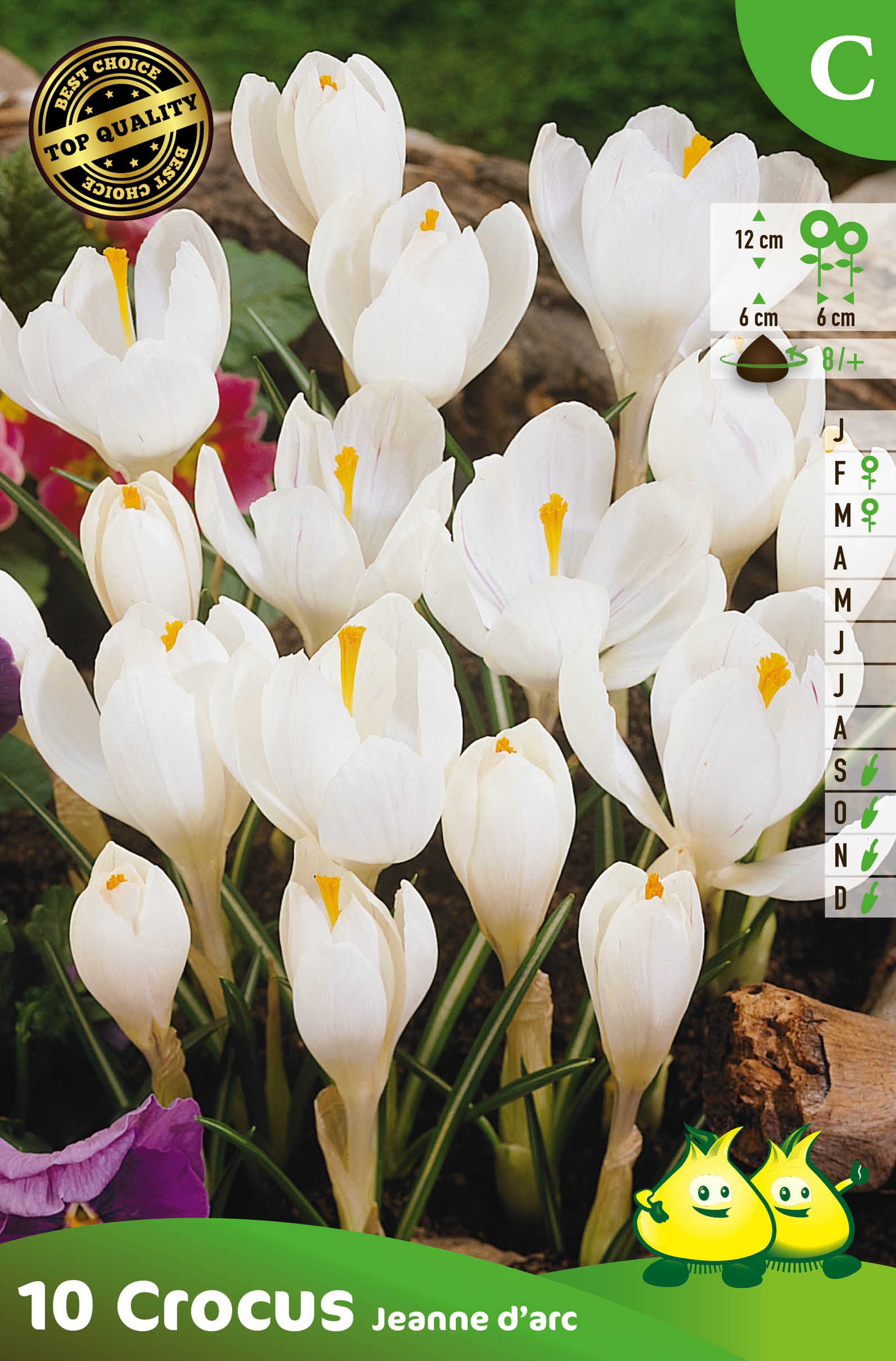 ZAKJES CROCUS WIT C