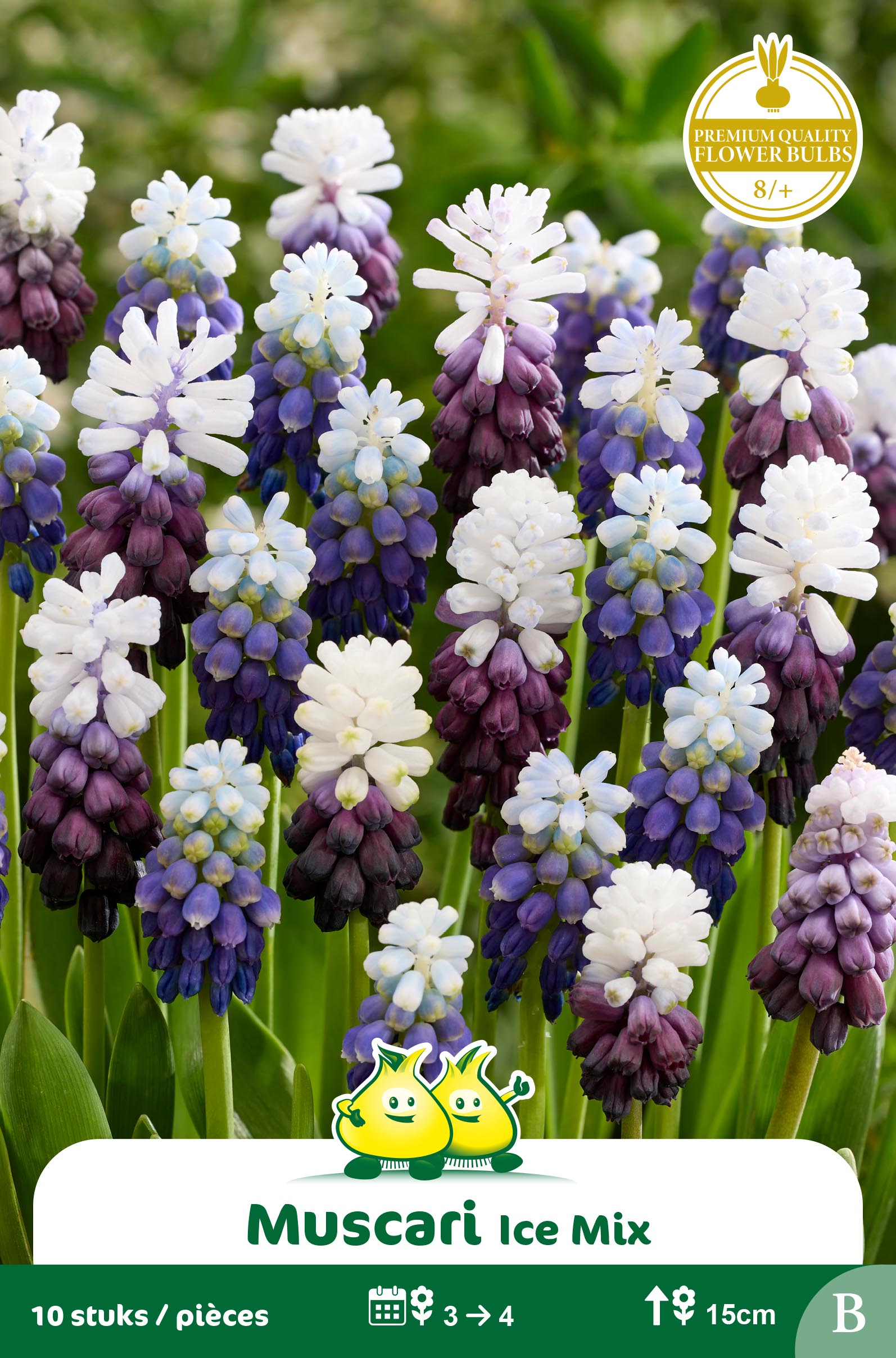 ZAKJES MUSCARI ICE MIX