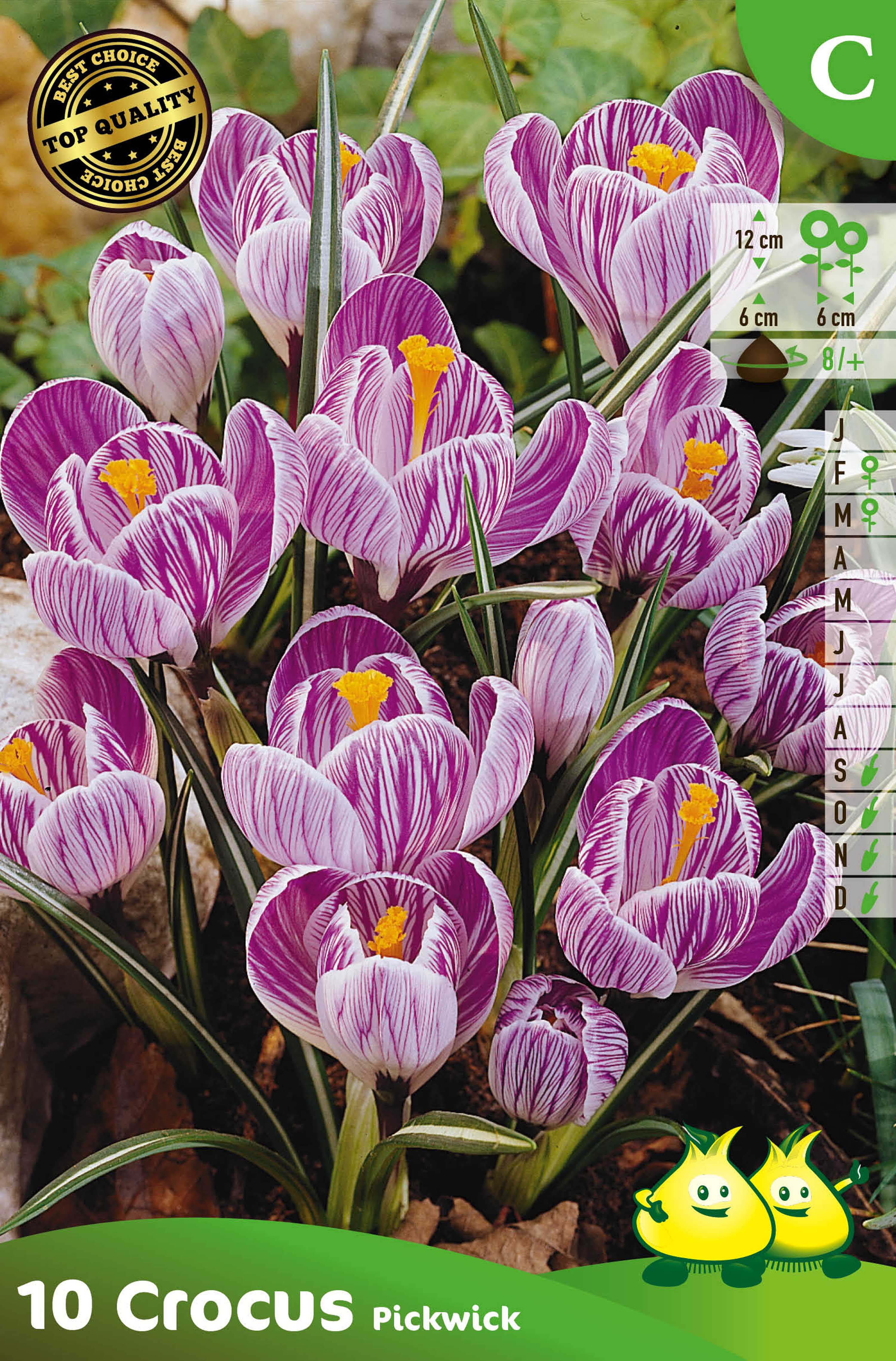 SACHET CROCUS  PICKWICK  C