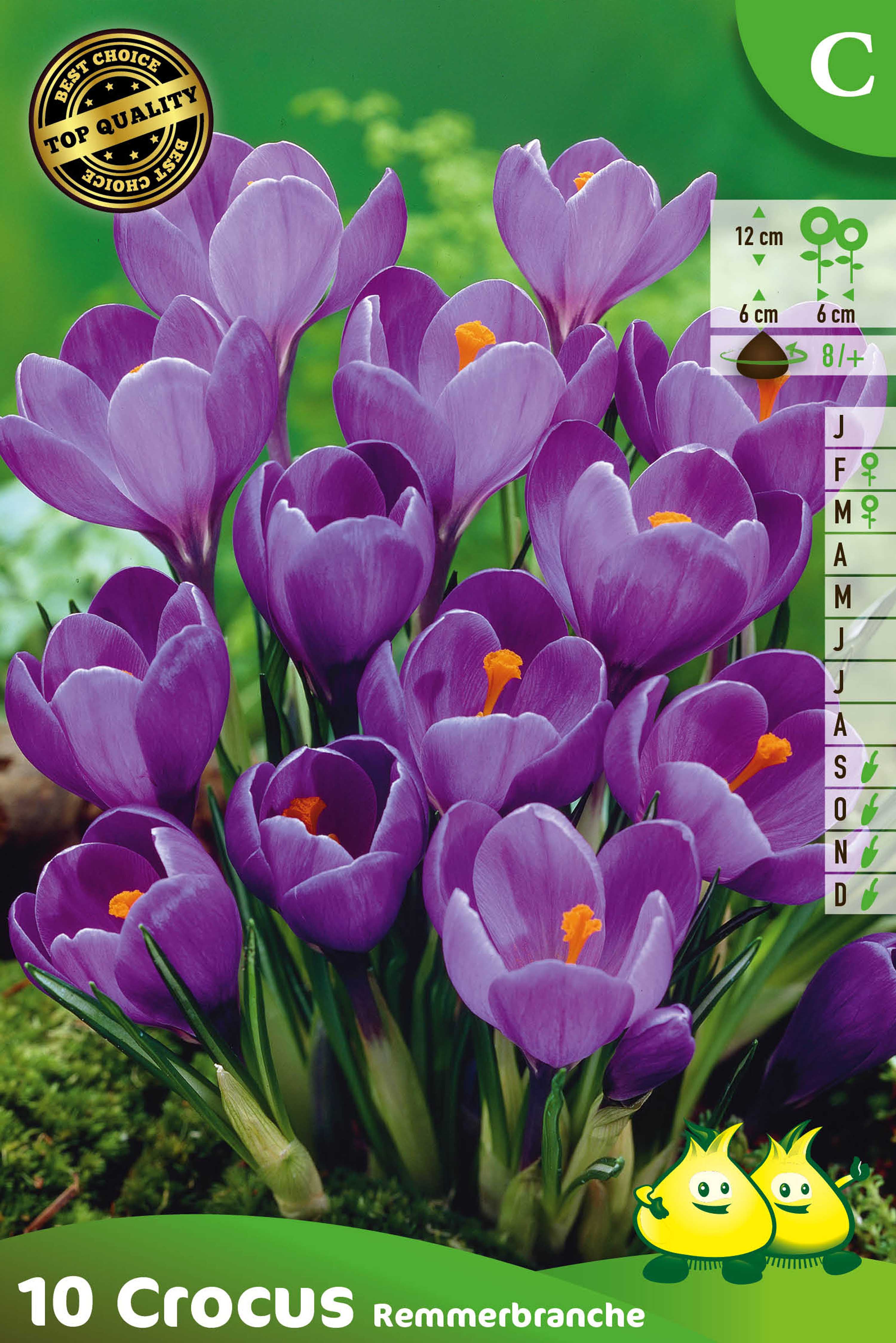 ZAKJES CROCUS  REMMERBRANCHE C