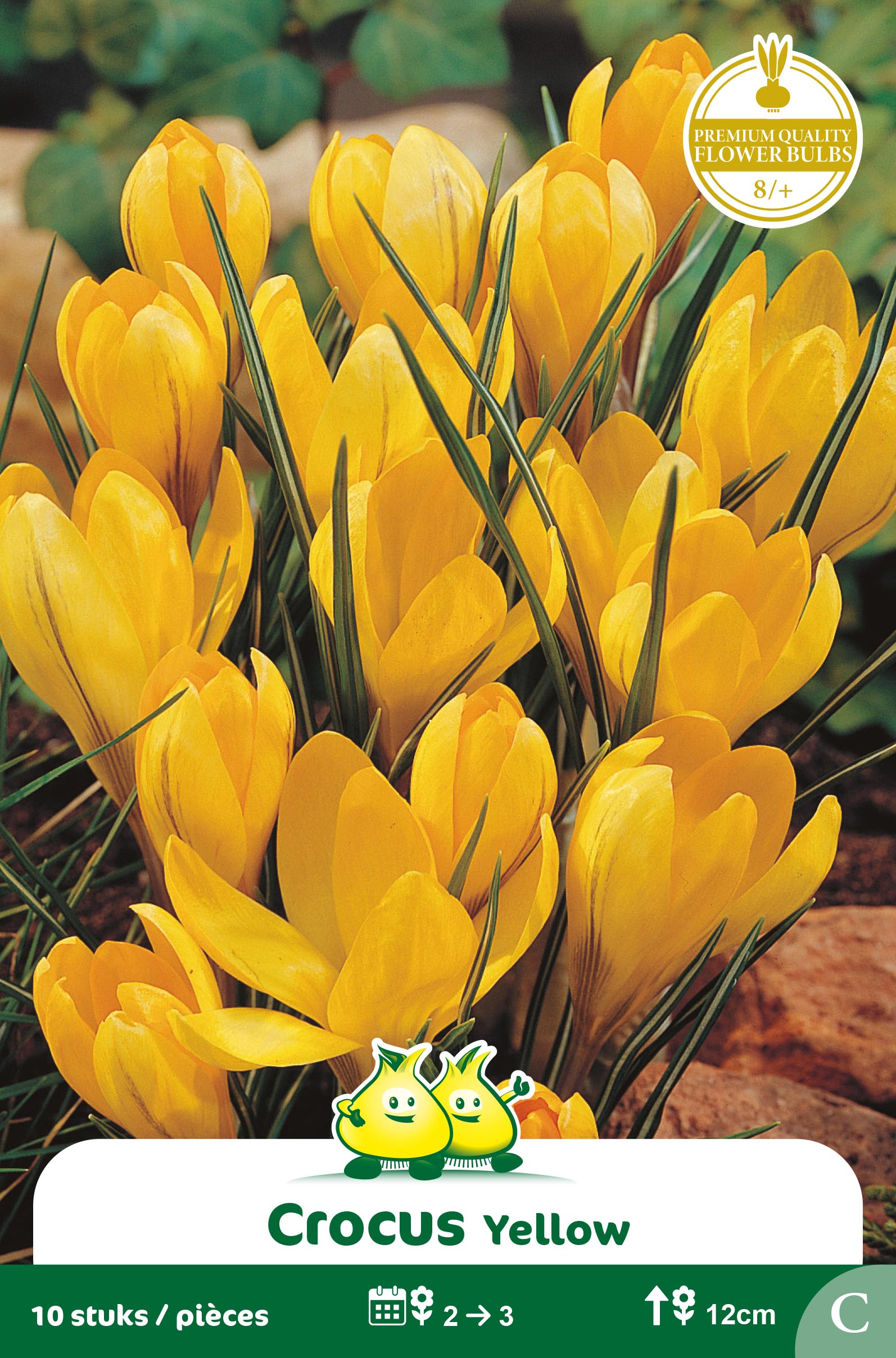 SACHET CROCUS  GEEL C