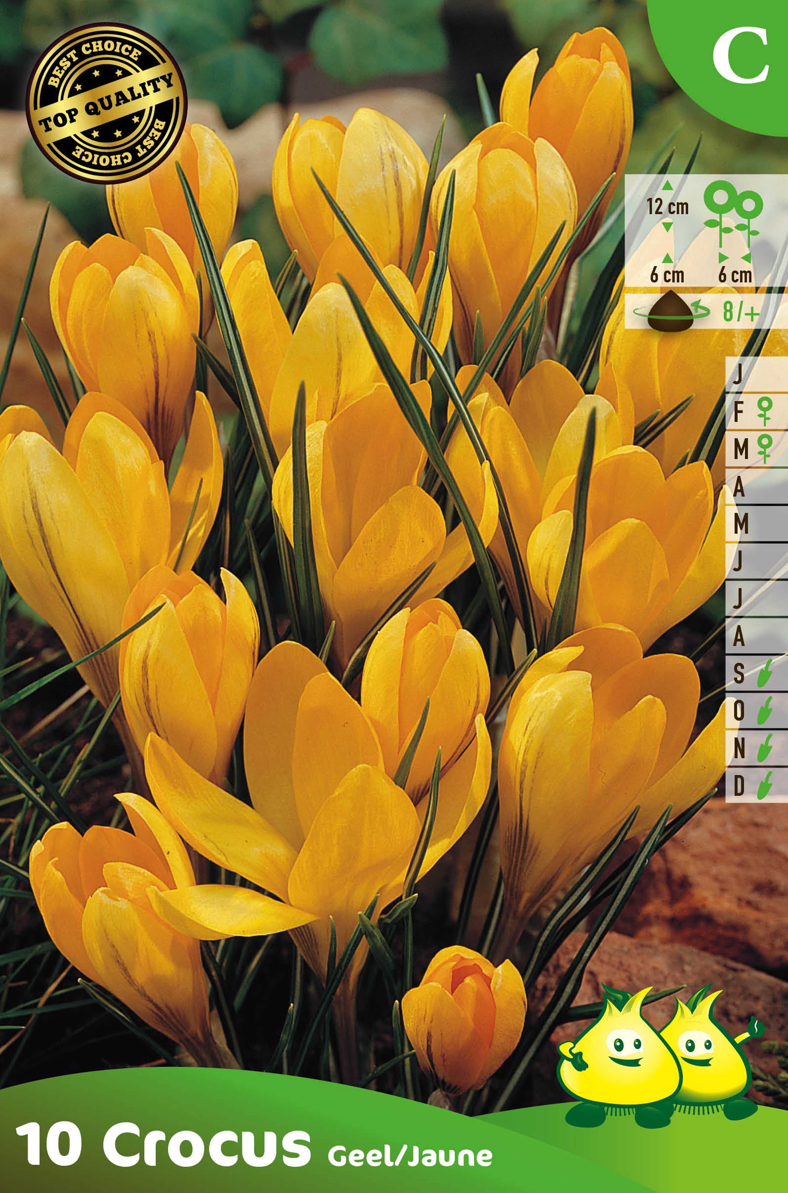ZAKJES CROCUS GEEL C