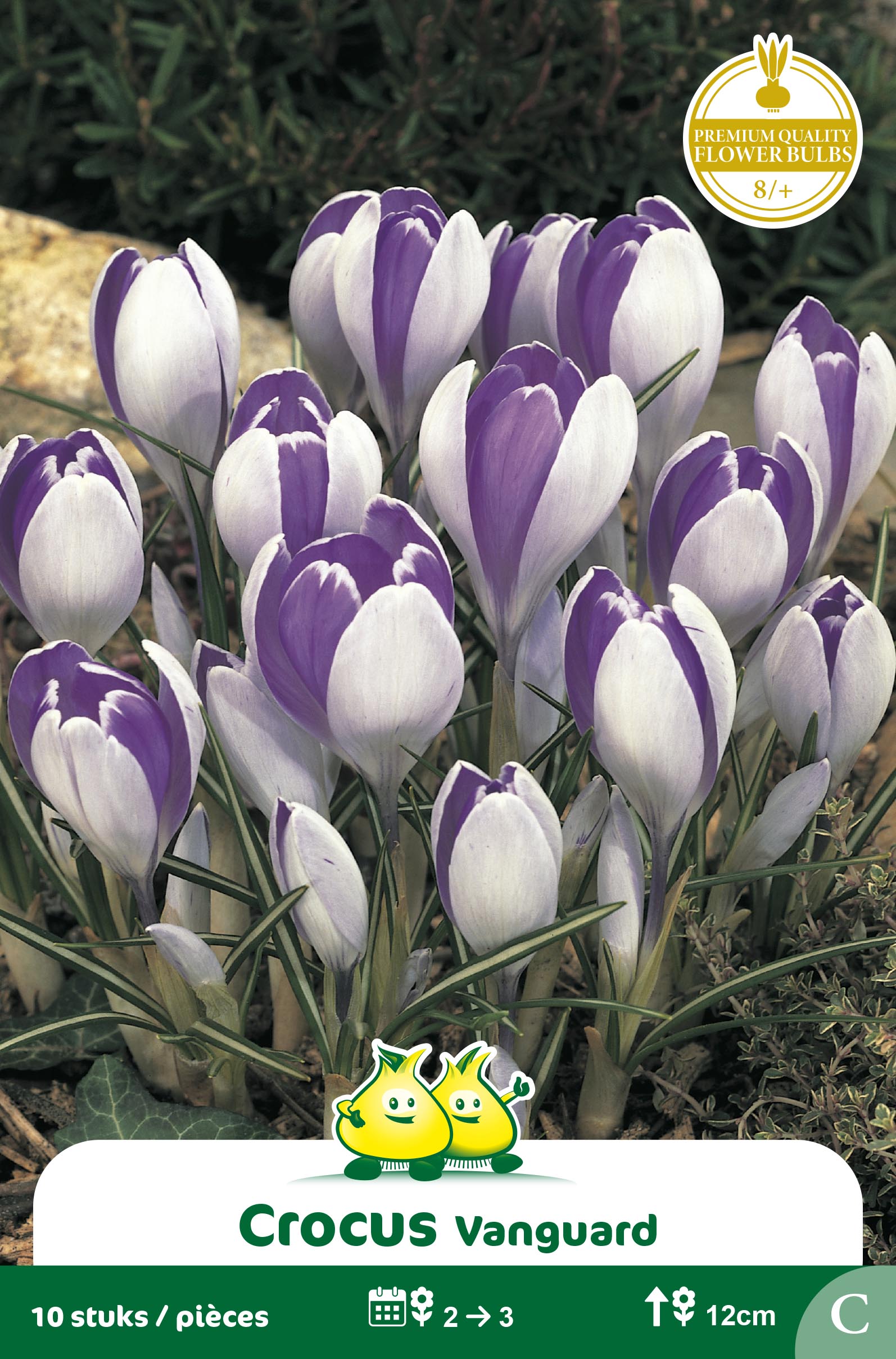 SACHET CROCUS  VANGUARD C