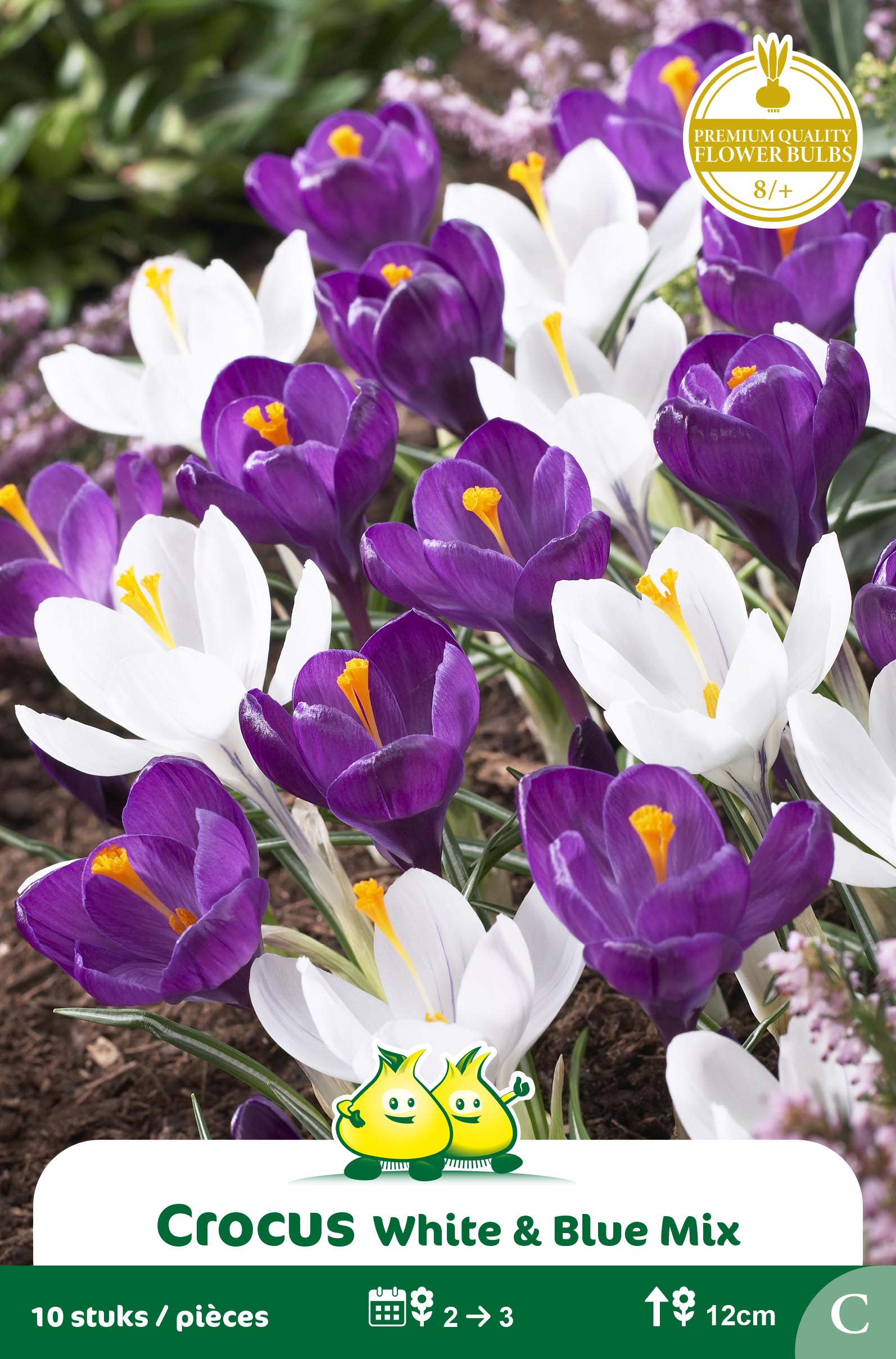 ZAKJES CROCUS BLAUW - WIT MIX C