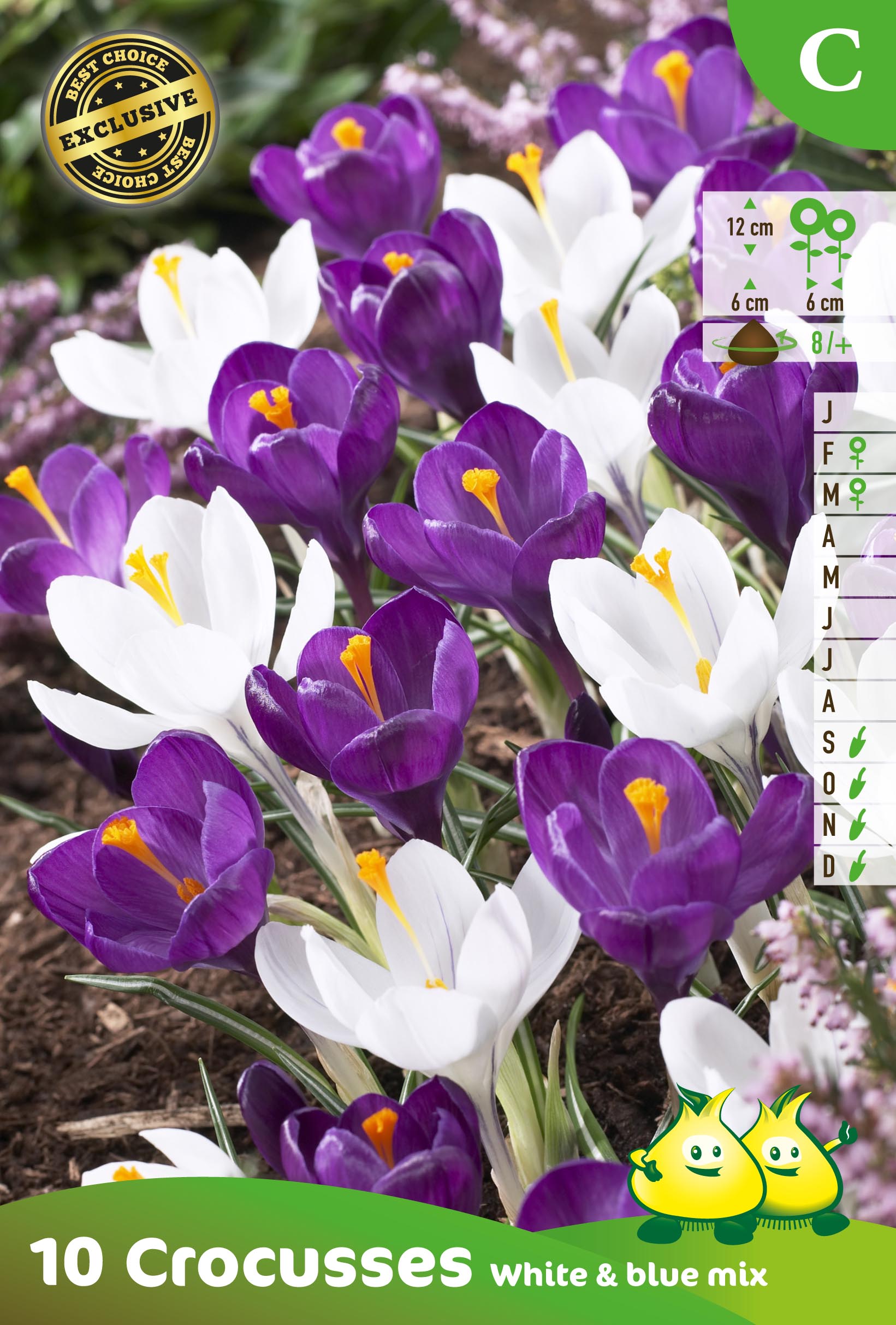 ZAKJES CROCUS  BLAUW - WIT MIX  C