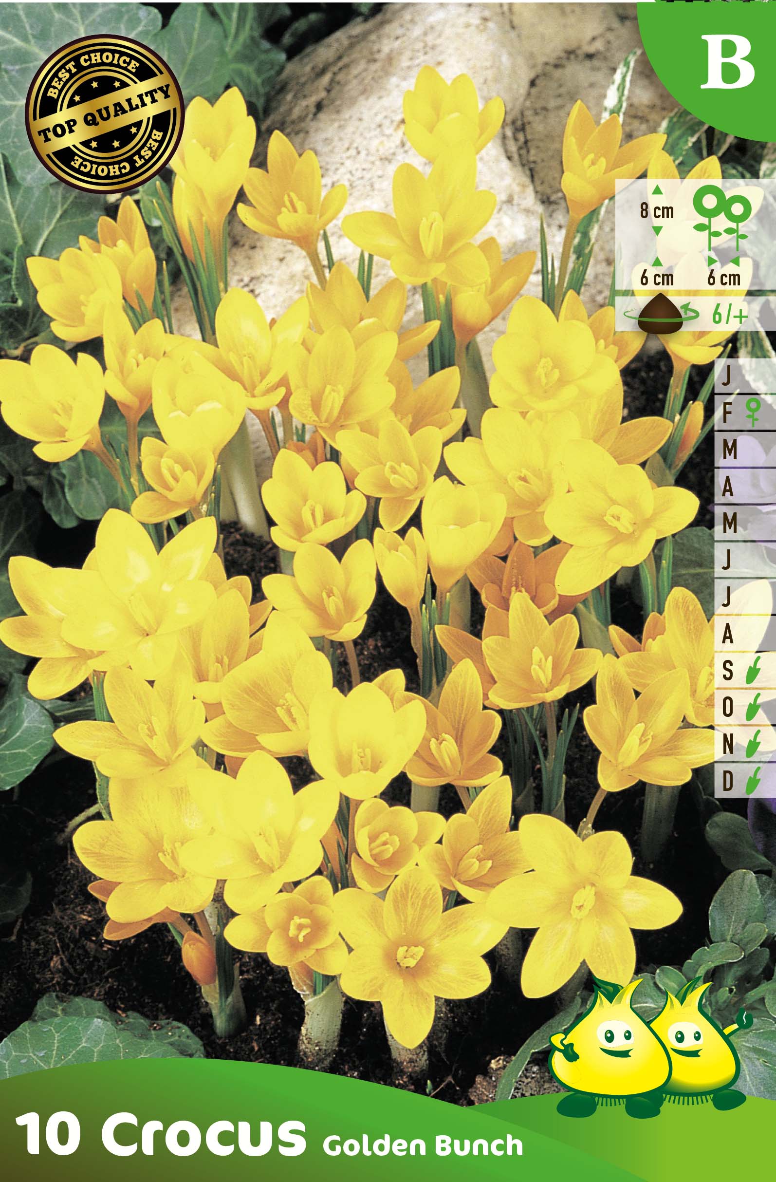 ZAKJES BOTANISCHE CROCUSSEN GOLDEN BUNCH B