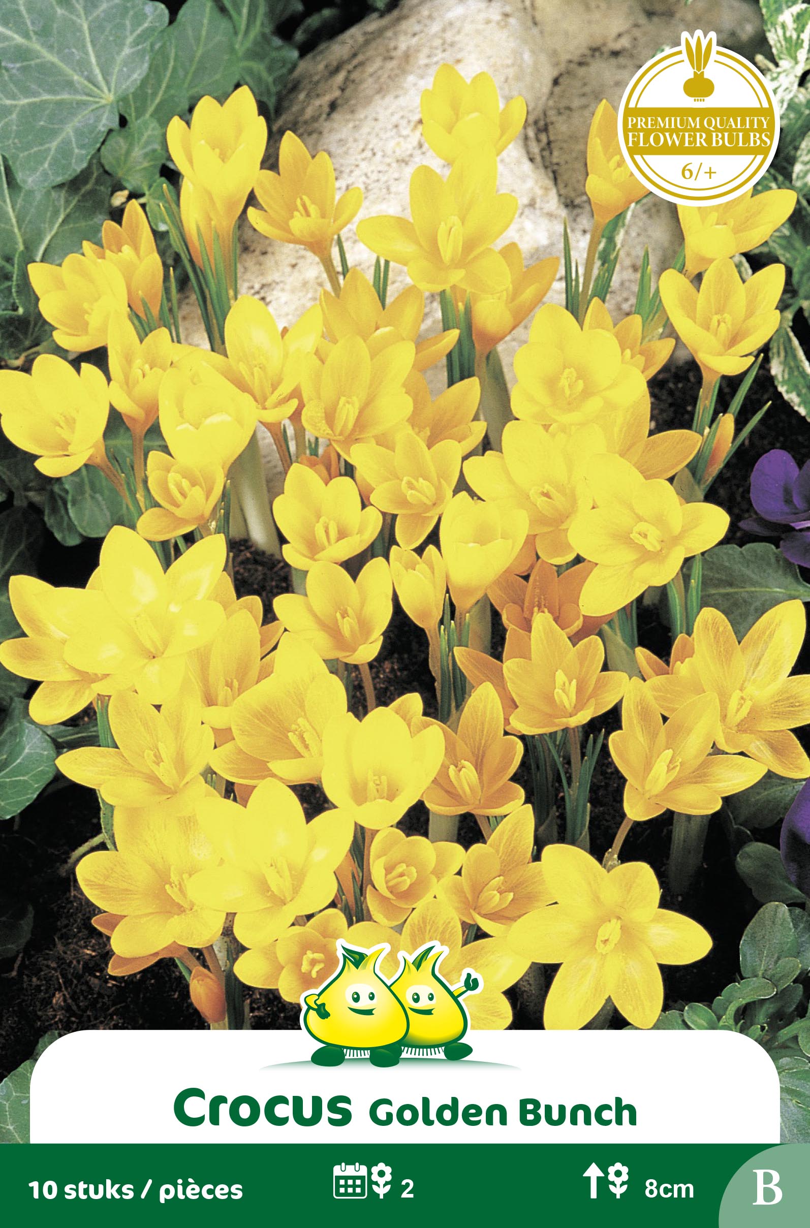 ZAKJES BOTANISCHE CROCUSSEN GOLDEN BUNCH B