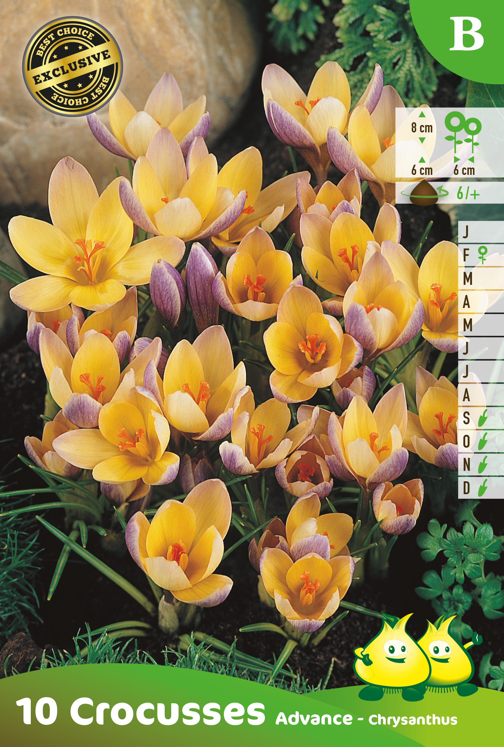 ZAKJES BOTANISCHE CROCUSSEN ADVANCE B