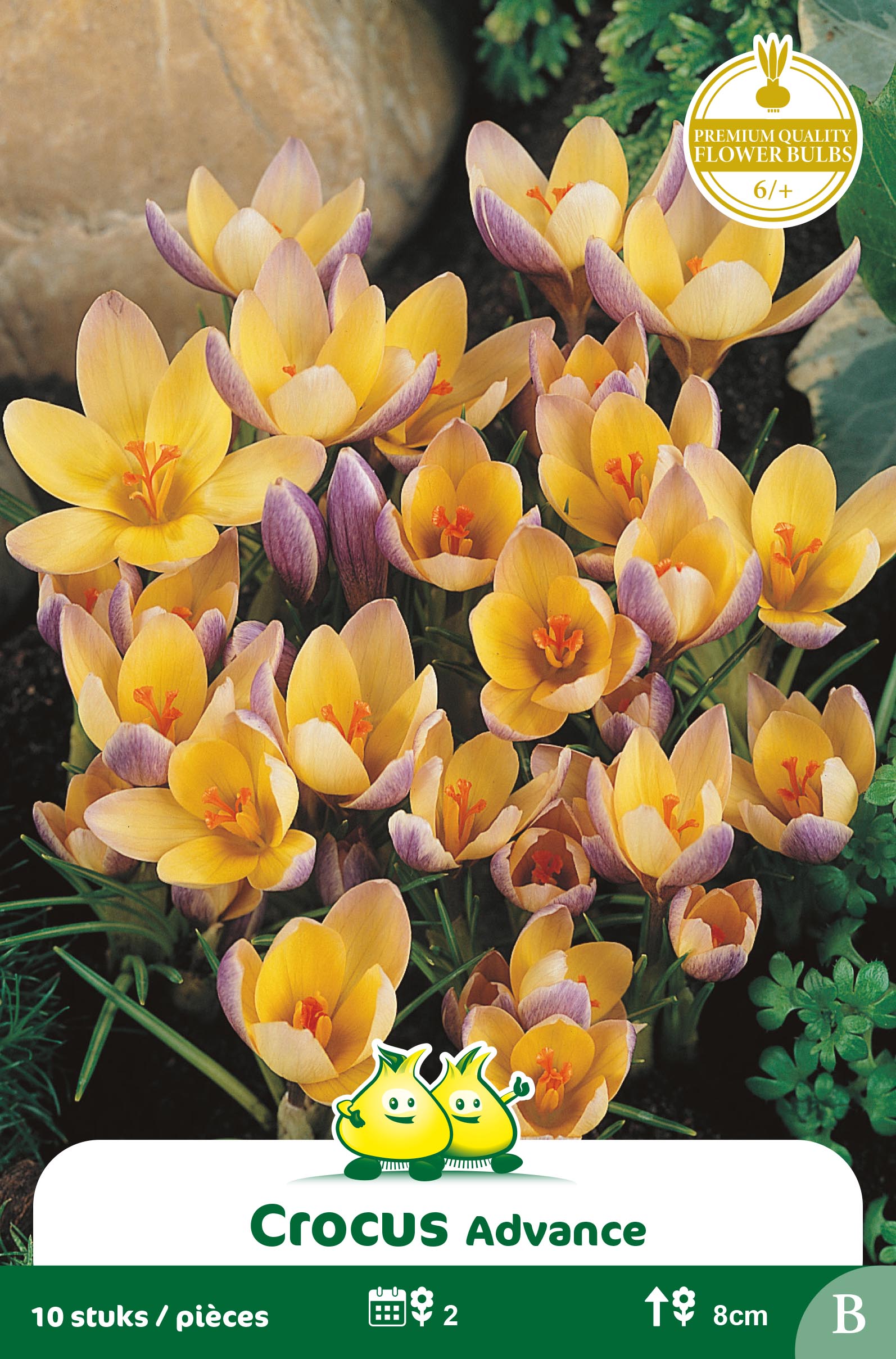 SACHET BOTANIQUE CROCUS ADVANCE B