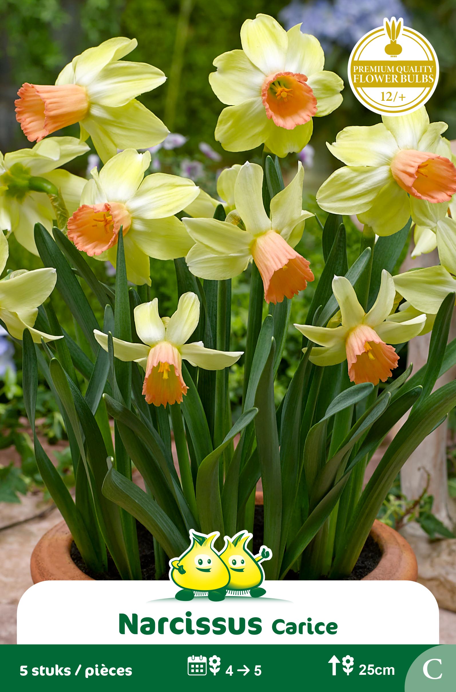 SACHET BOTANIQUE NARCIS  CARICE