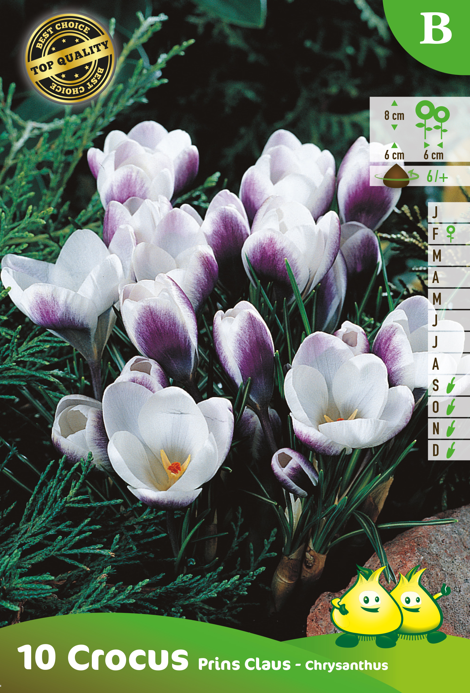 ZAKJES BOTANISCHE CROCUSSEN PRINS CLAUS B