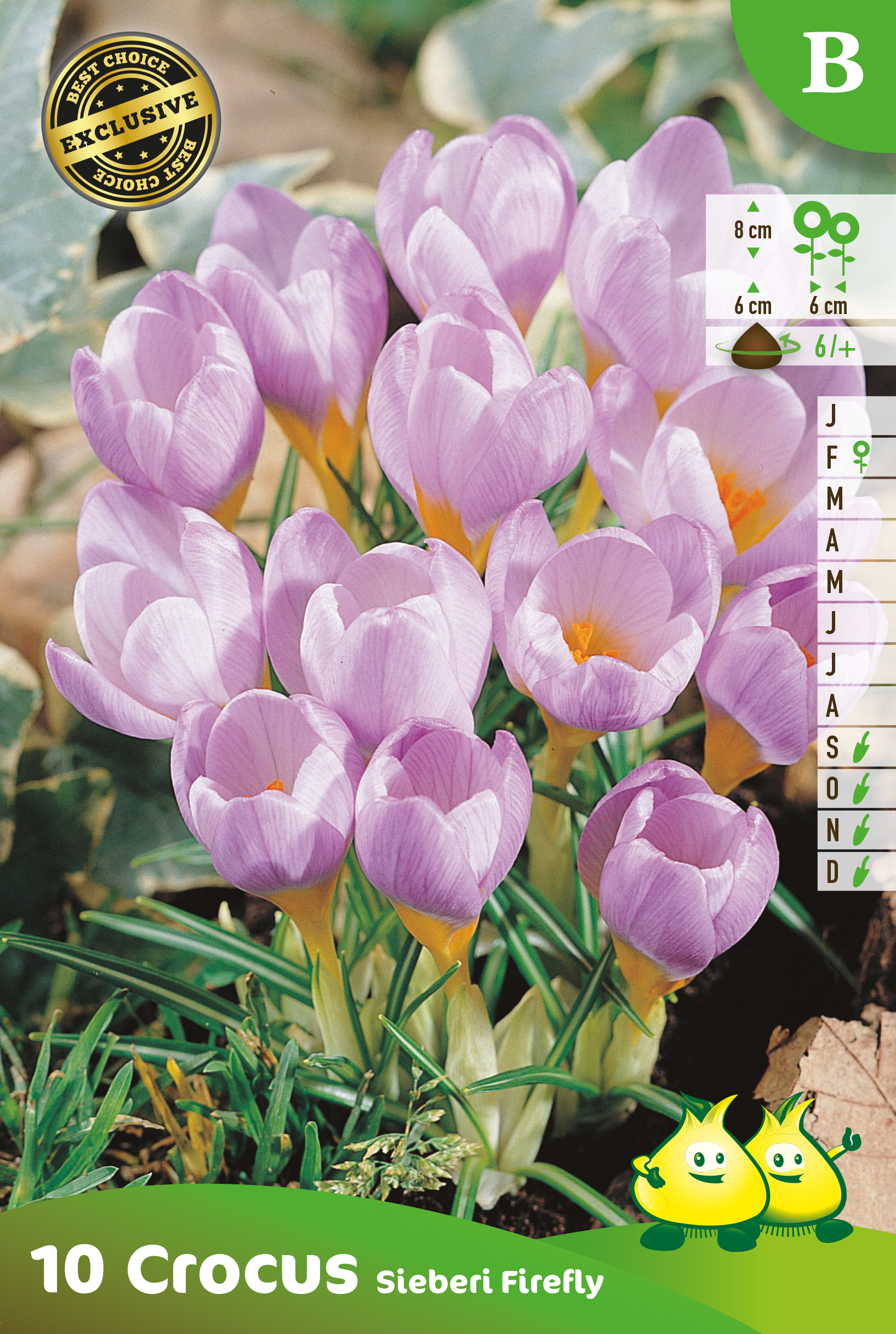 ZAKJES BOTANISCHE CROCUSSEN SIEBERI FIREFLY B