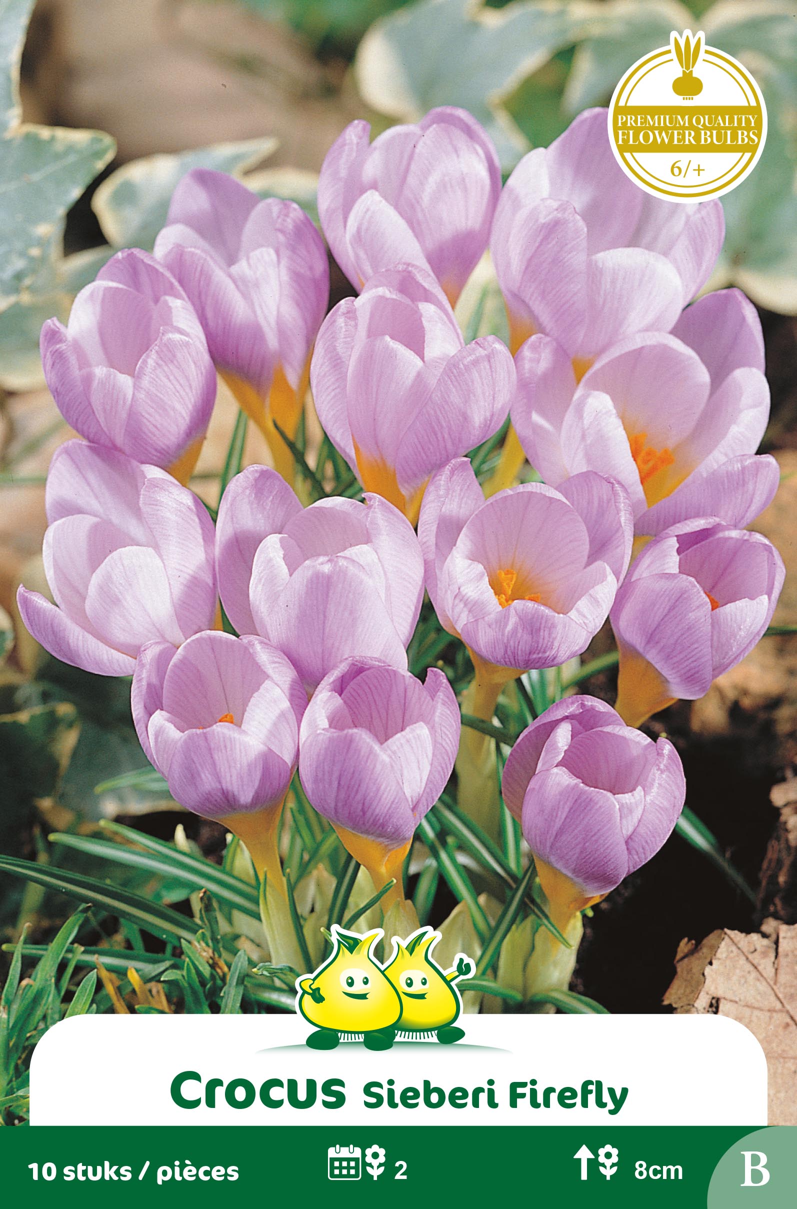 ZAKJES BOTANISCHE CROCUSSEN SIEBERI FIREFLY B