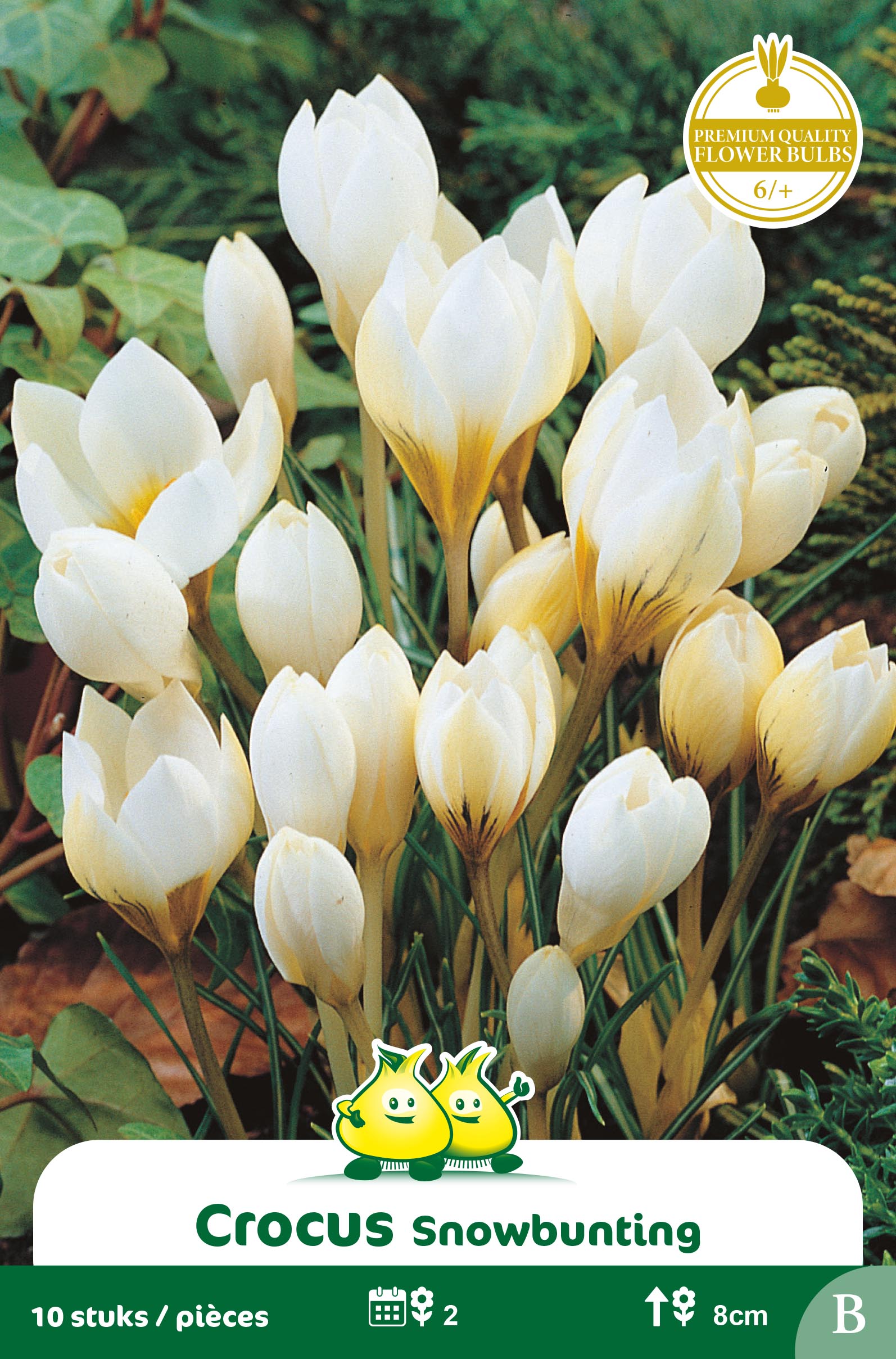 SACHET BOTANIQUE CROCUS SNOWBUNTING B
