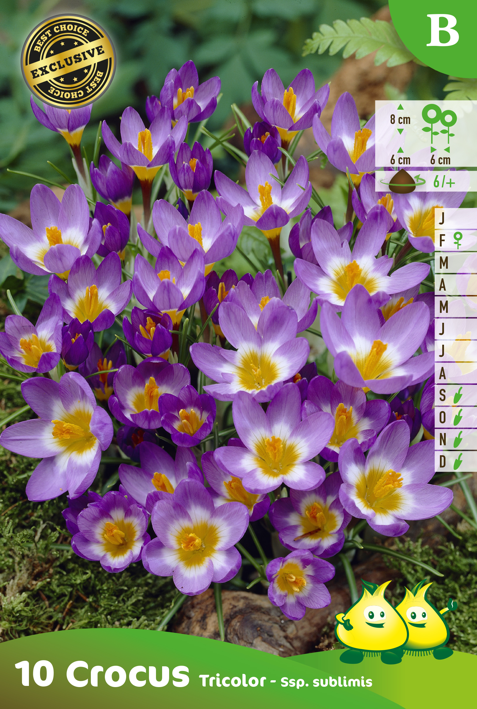 ZAKJES BOTANISCHE CROCUSSEN TRICOLOR