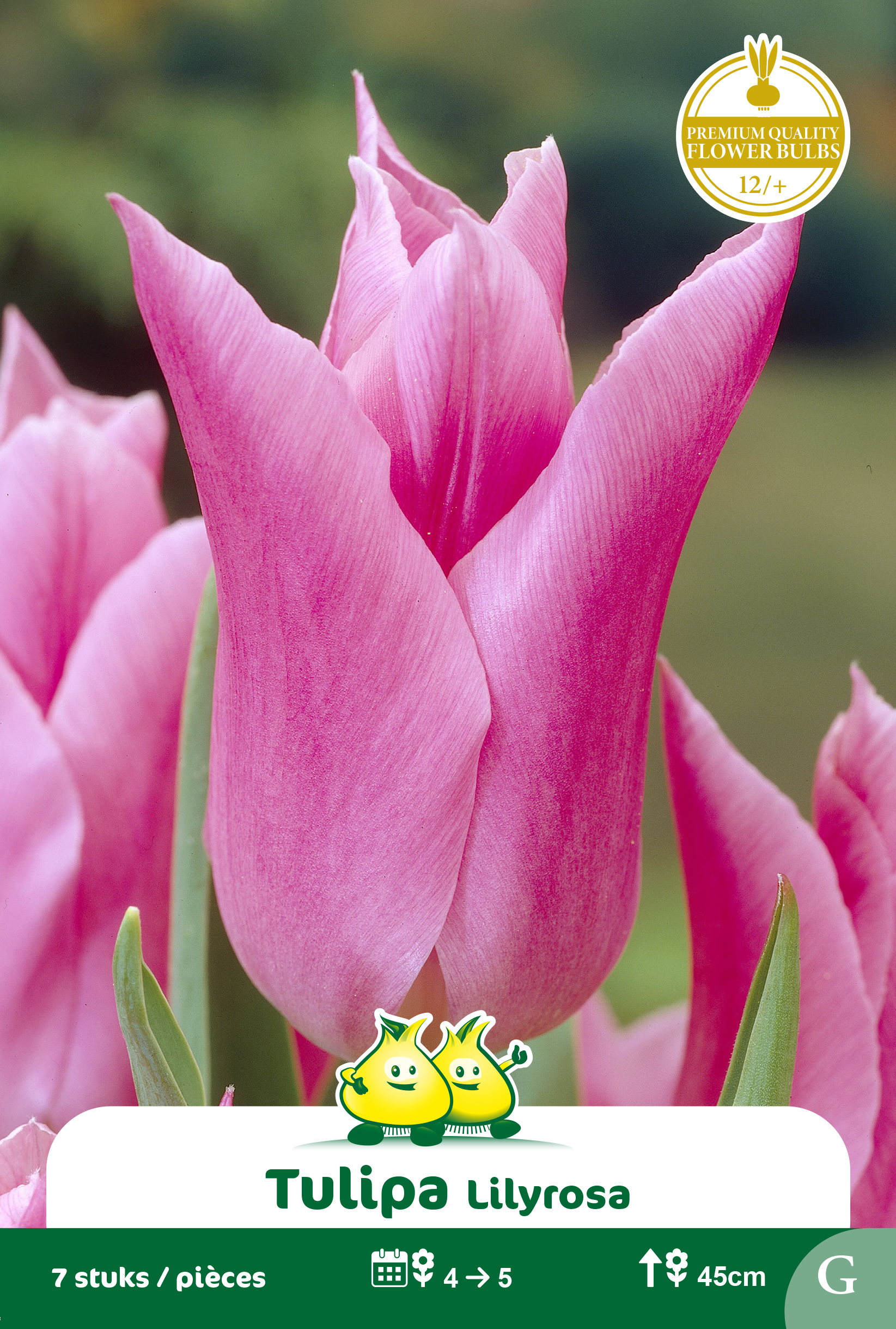 SACHET TULIPES FLEUR DE LIS LILYROSA