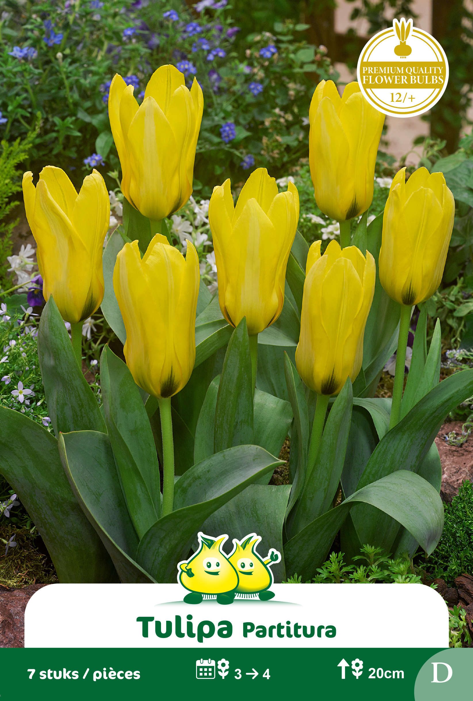 SACHET TULIPES KAUFMANNIANA PARTITURA
