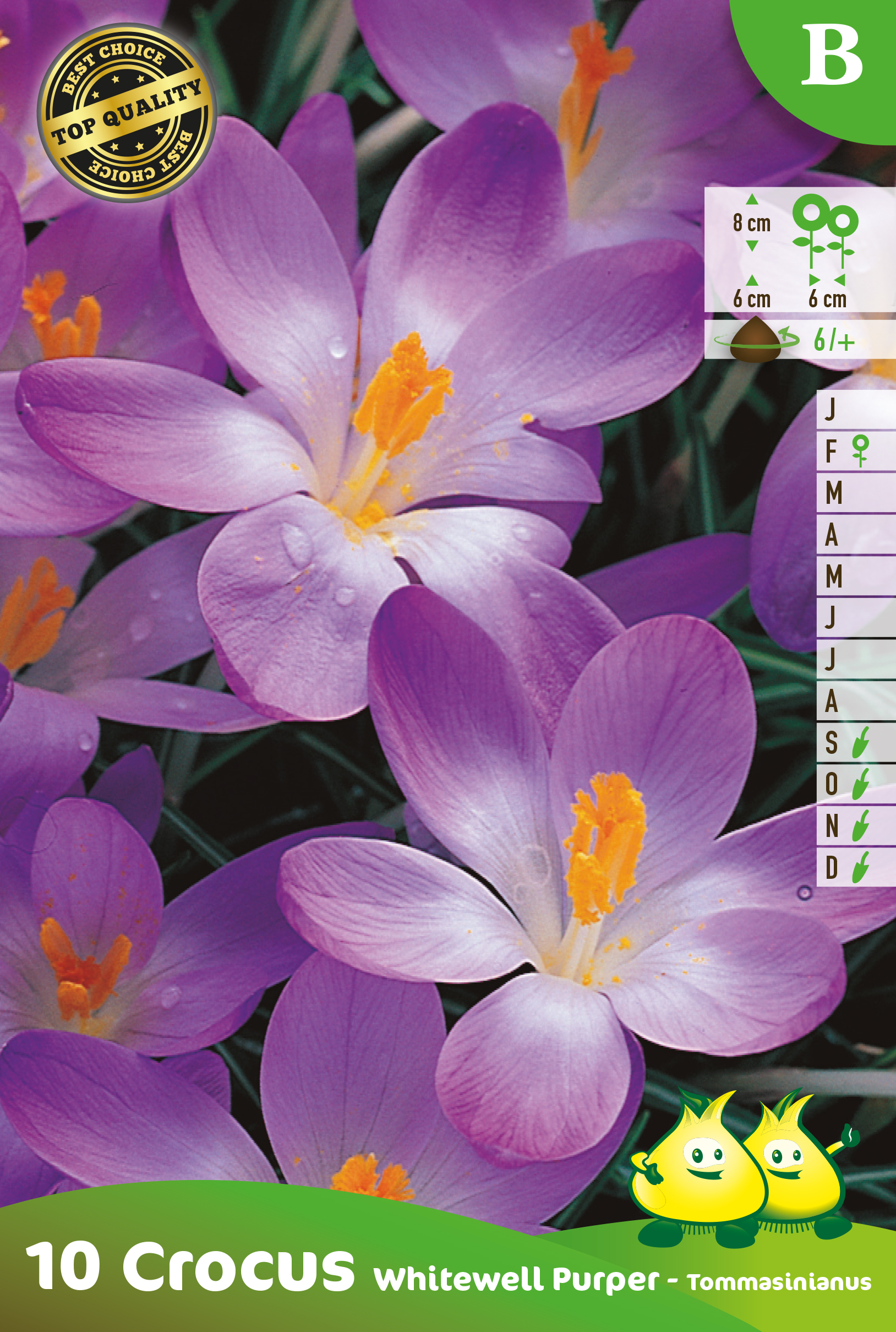 ZAKJES BOTANISCHE CROCUS WHITEWELL PURPER B