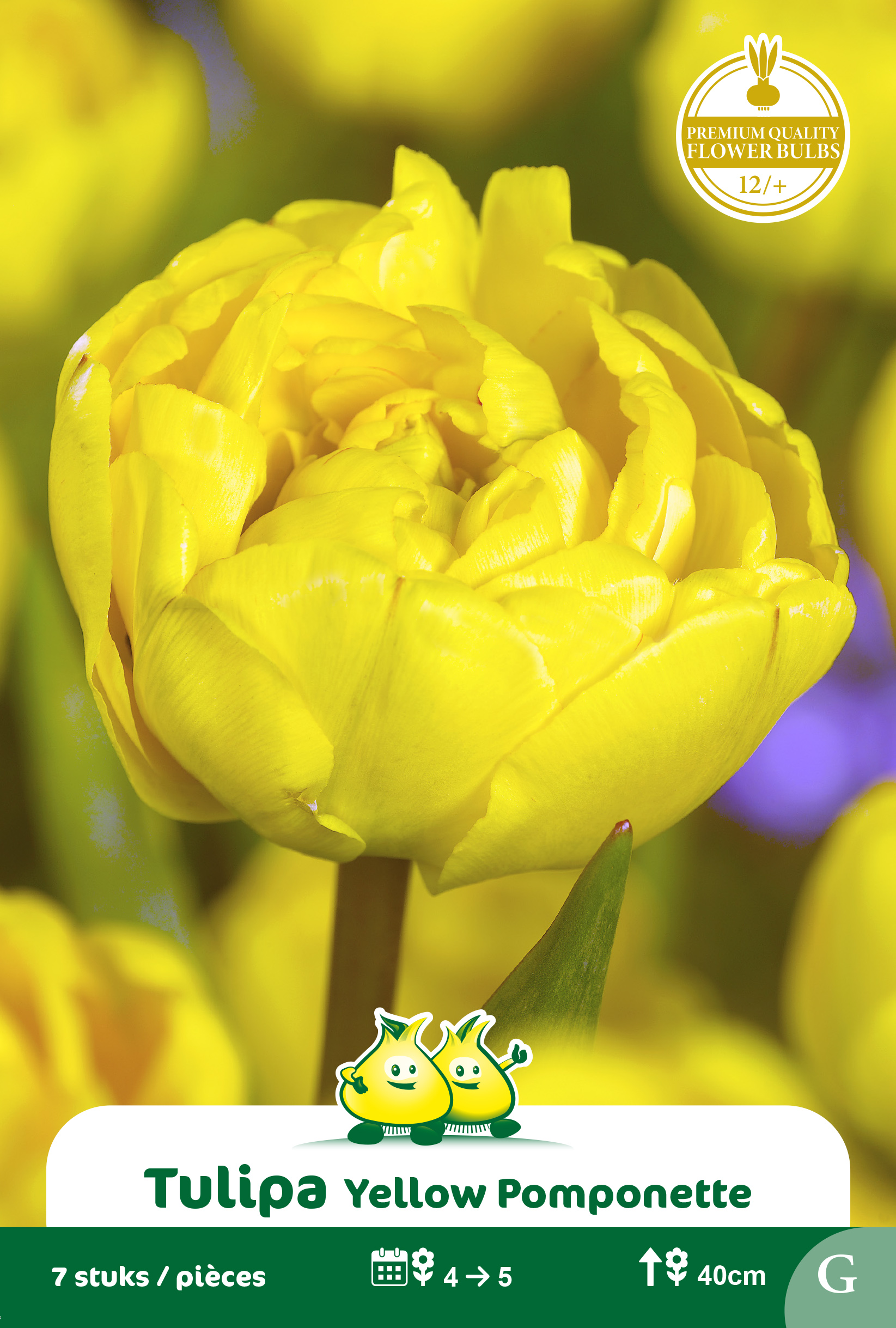 ZAKJES DUBBELE TULPEN dubbel YELLOW POMPONETTE