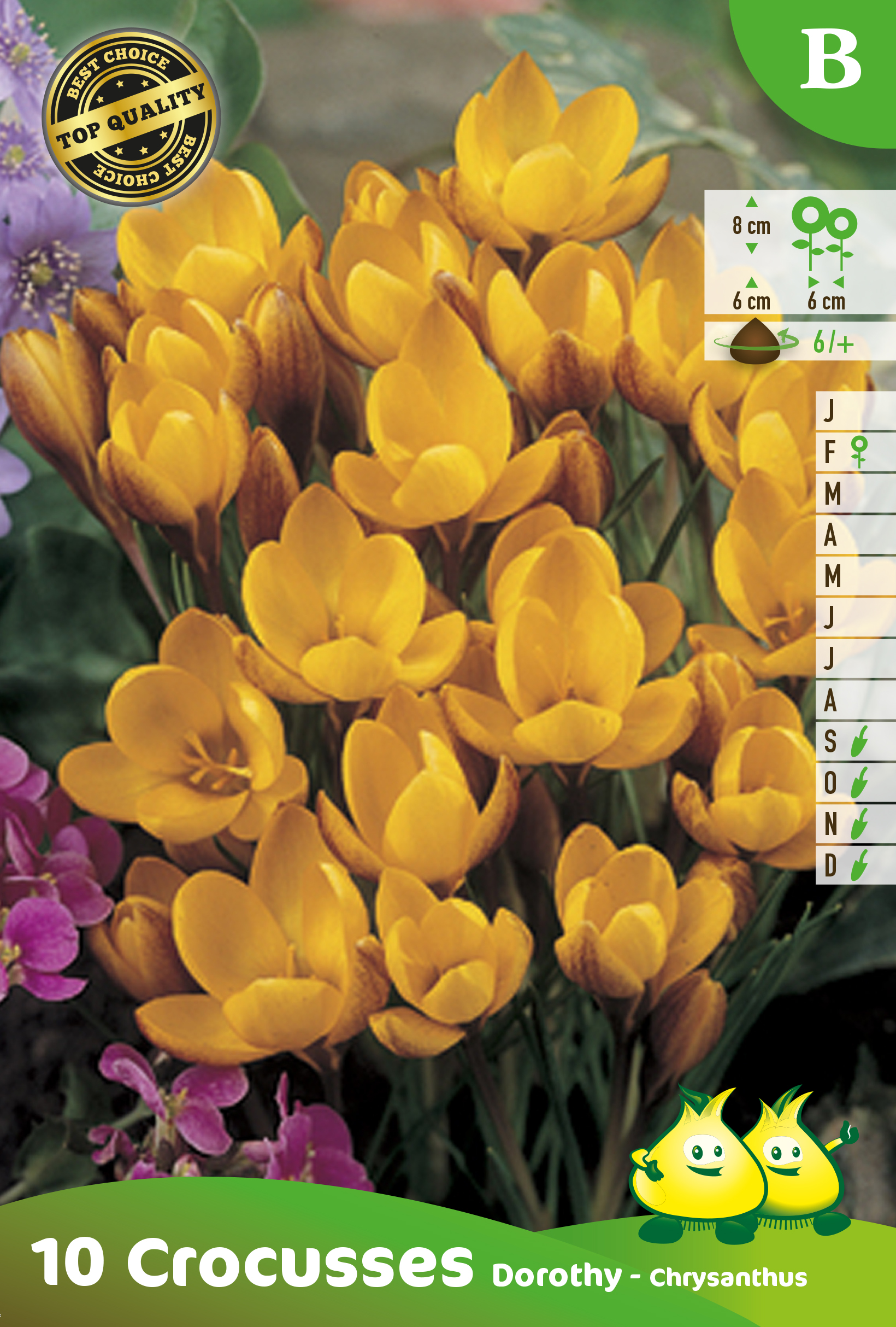 ZAKJES BOTANISCHE CROCUSSEN DOROTHY