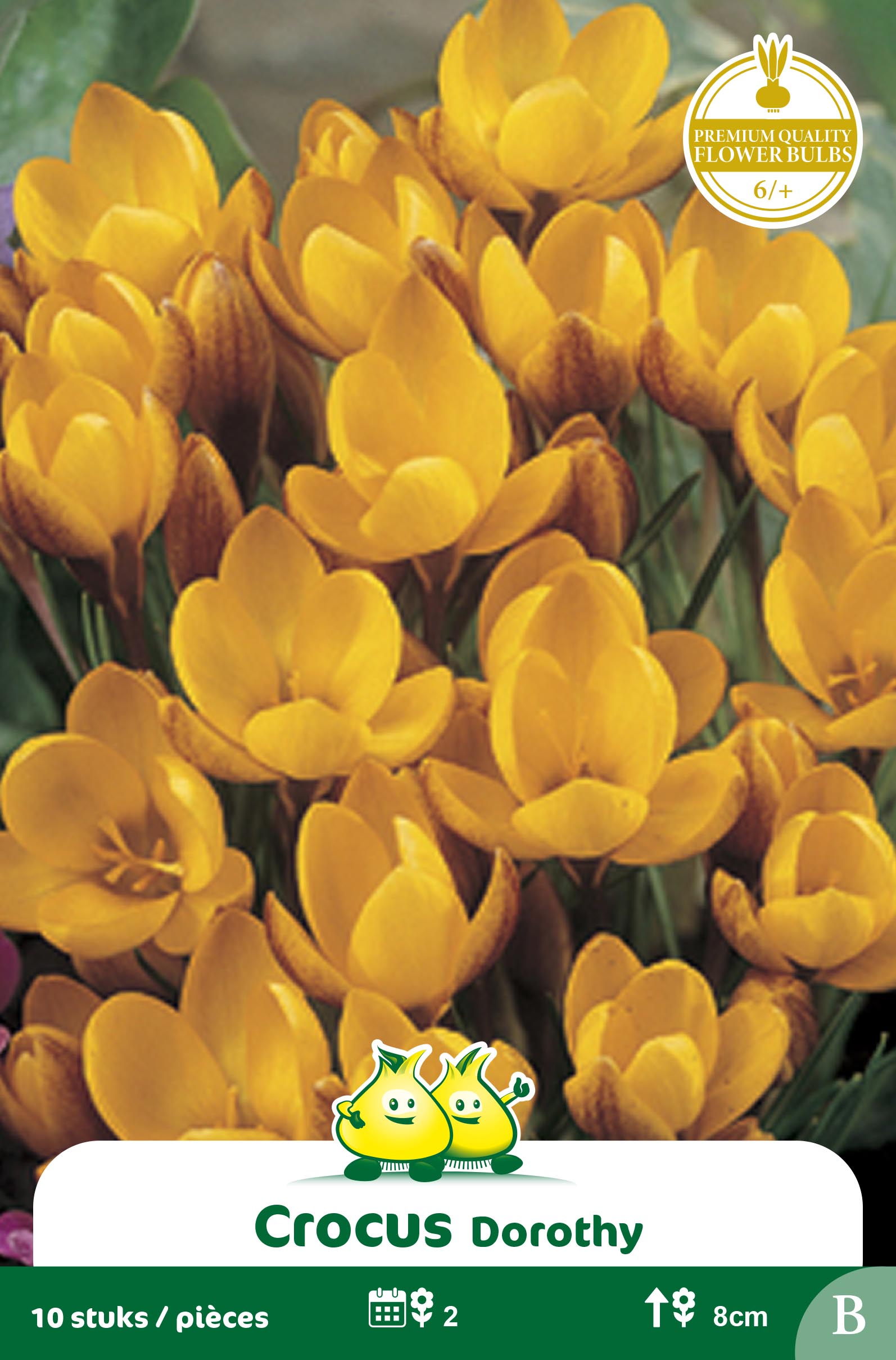ZAKJES BOTANISCHE CROCUSSEN DOROTHY
