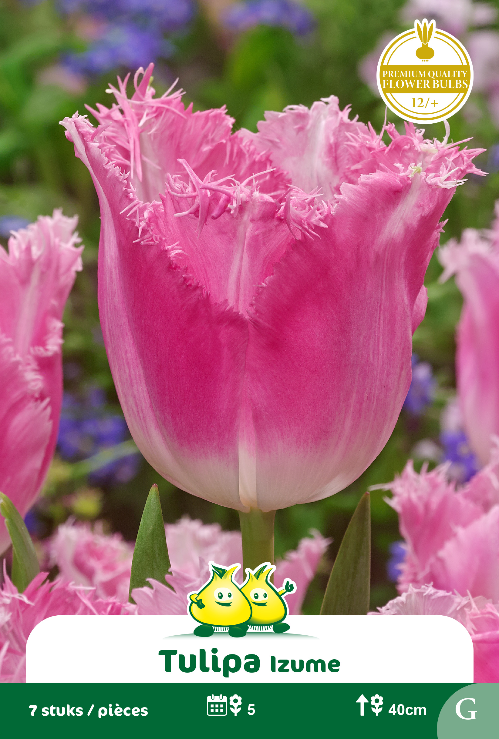 ZAKJES GEFRANJERDE TULPEN IZUME