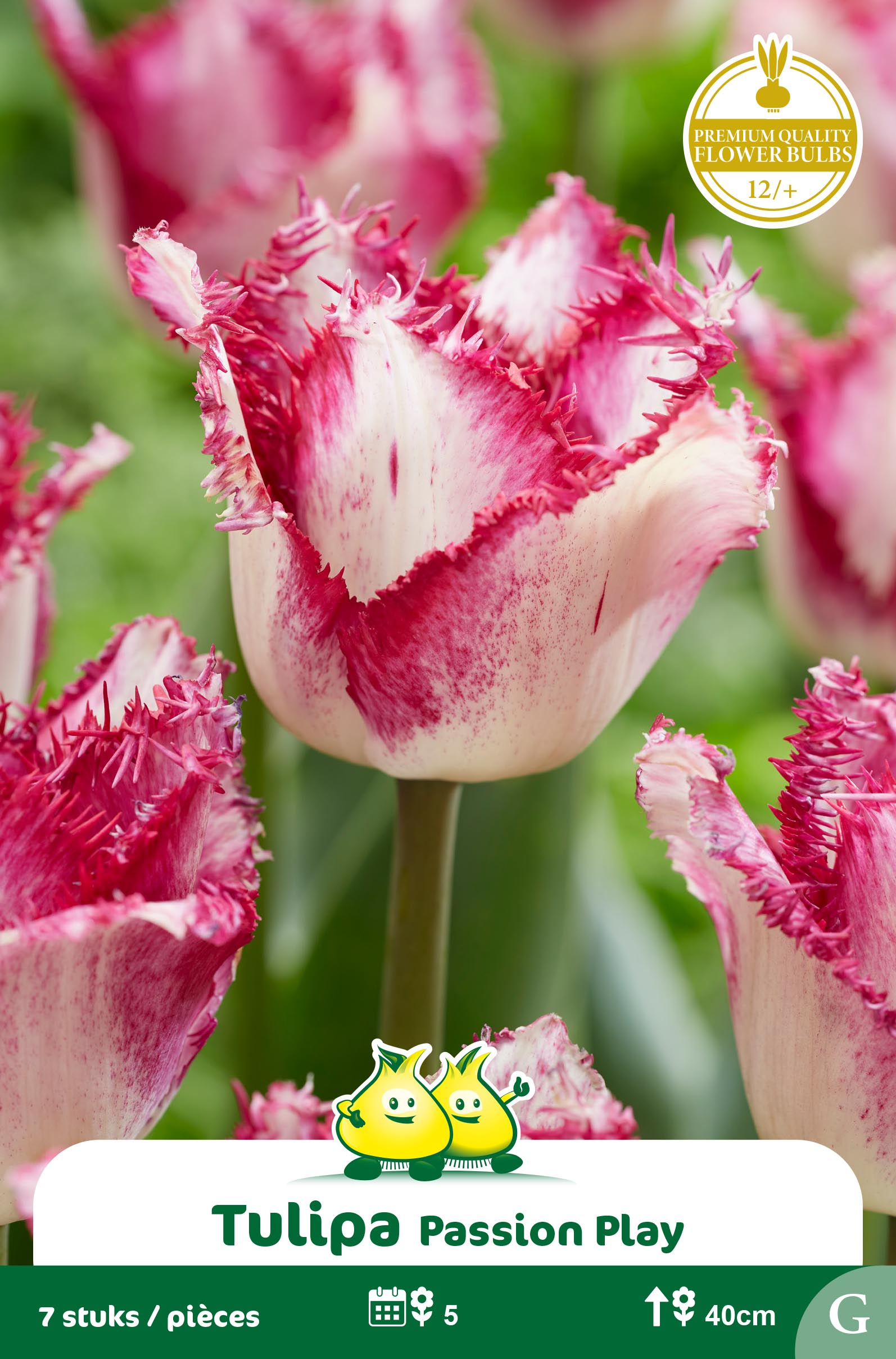 SACHET TULIPES FRISEE PASSION PLAY