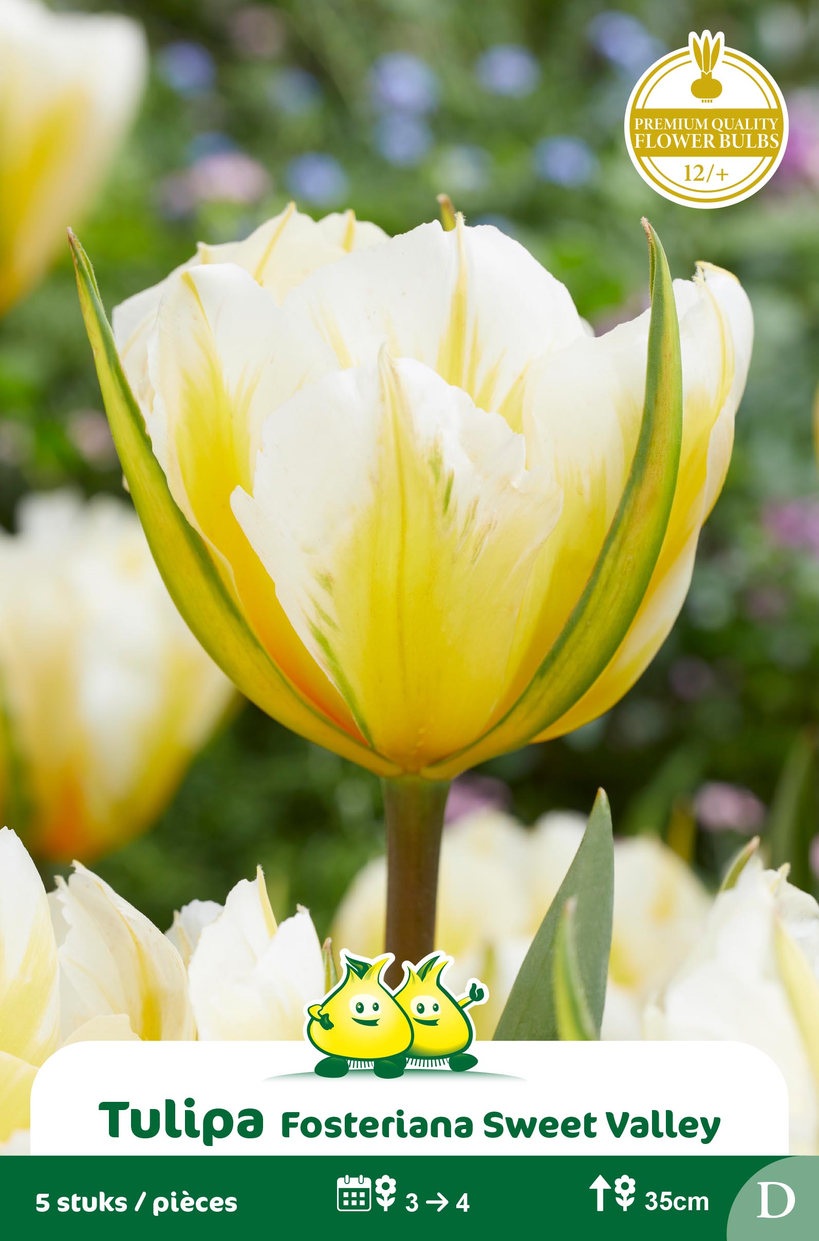 SACHET FOSTERIANA SWEET VALLEY