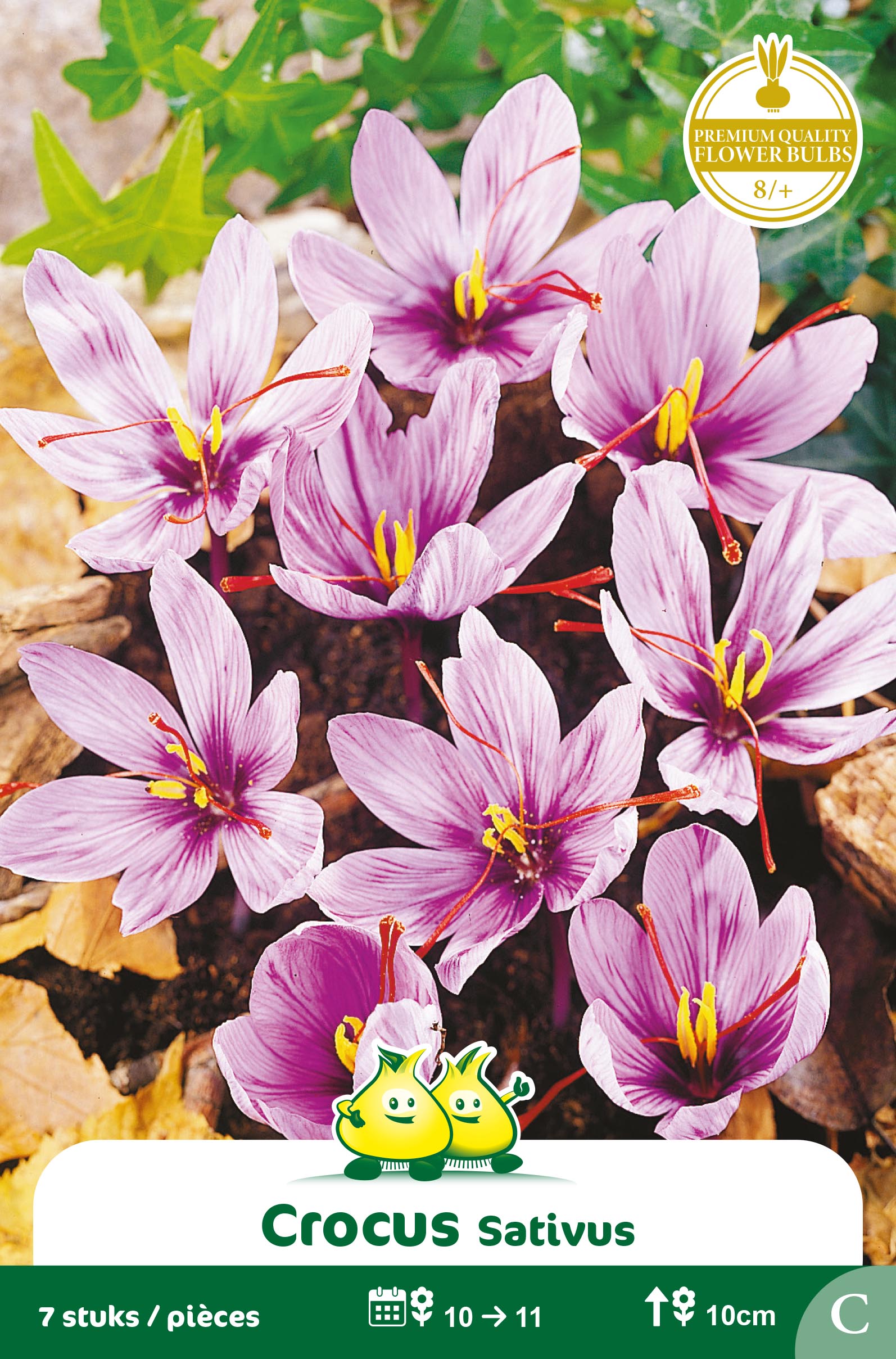 SACHET CROCUS SATIVUS  C