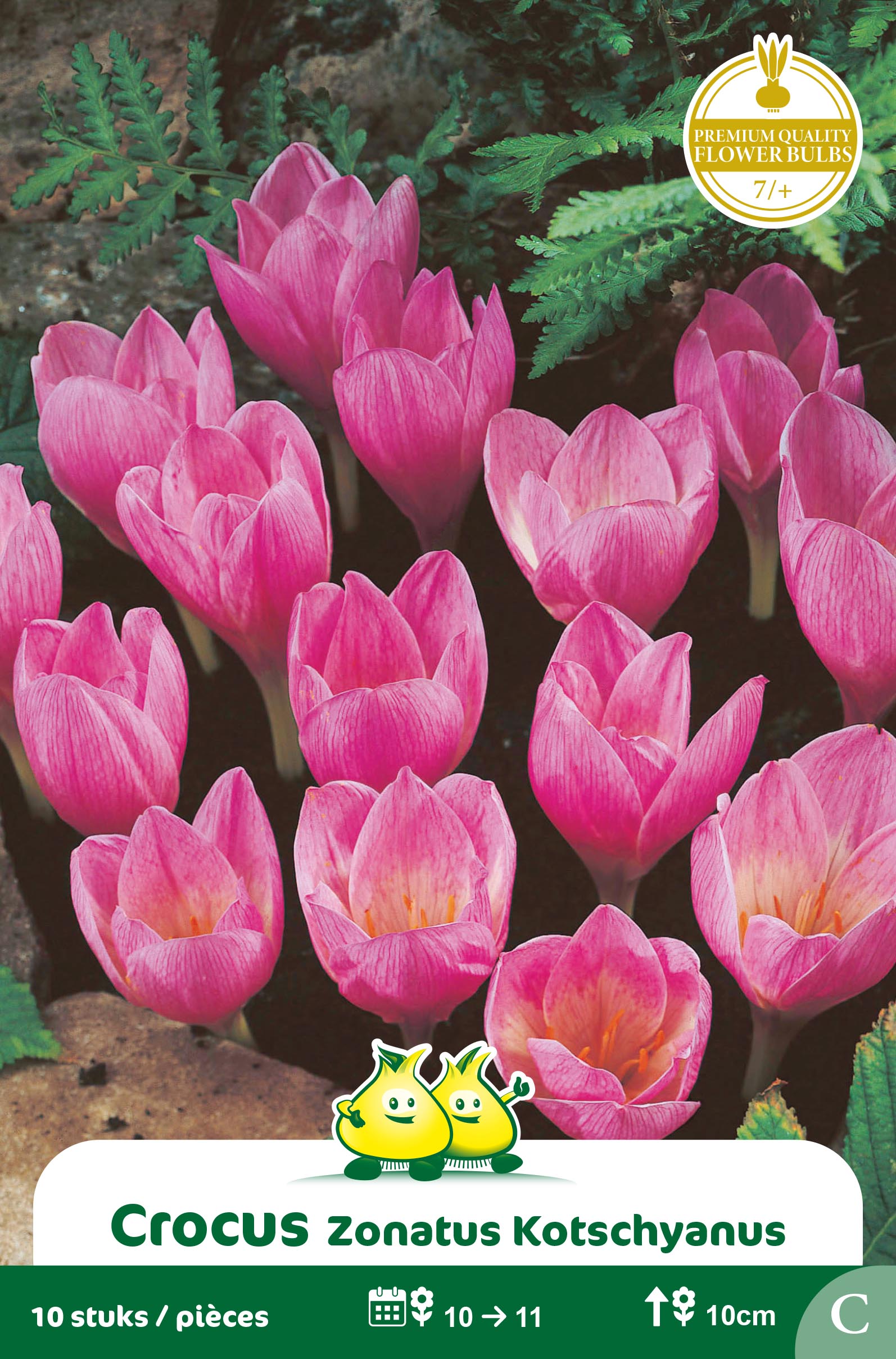 SACHET CROCUS  ZONATUS C