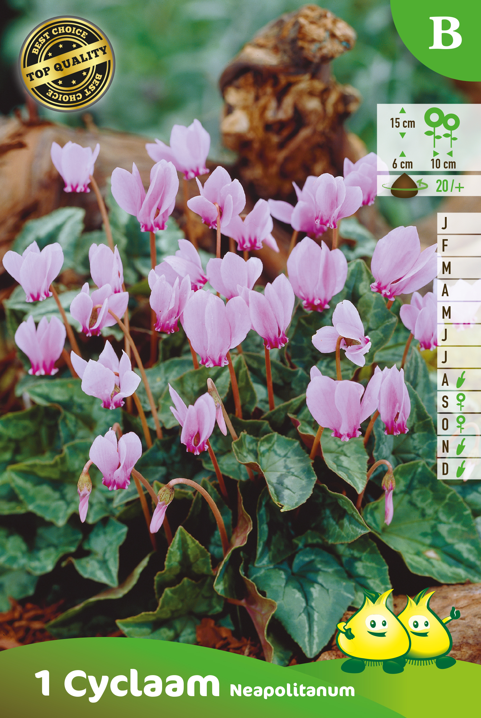 ZAKJES CYCLAMEN B