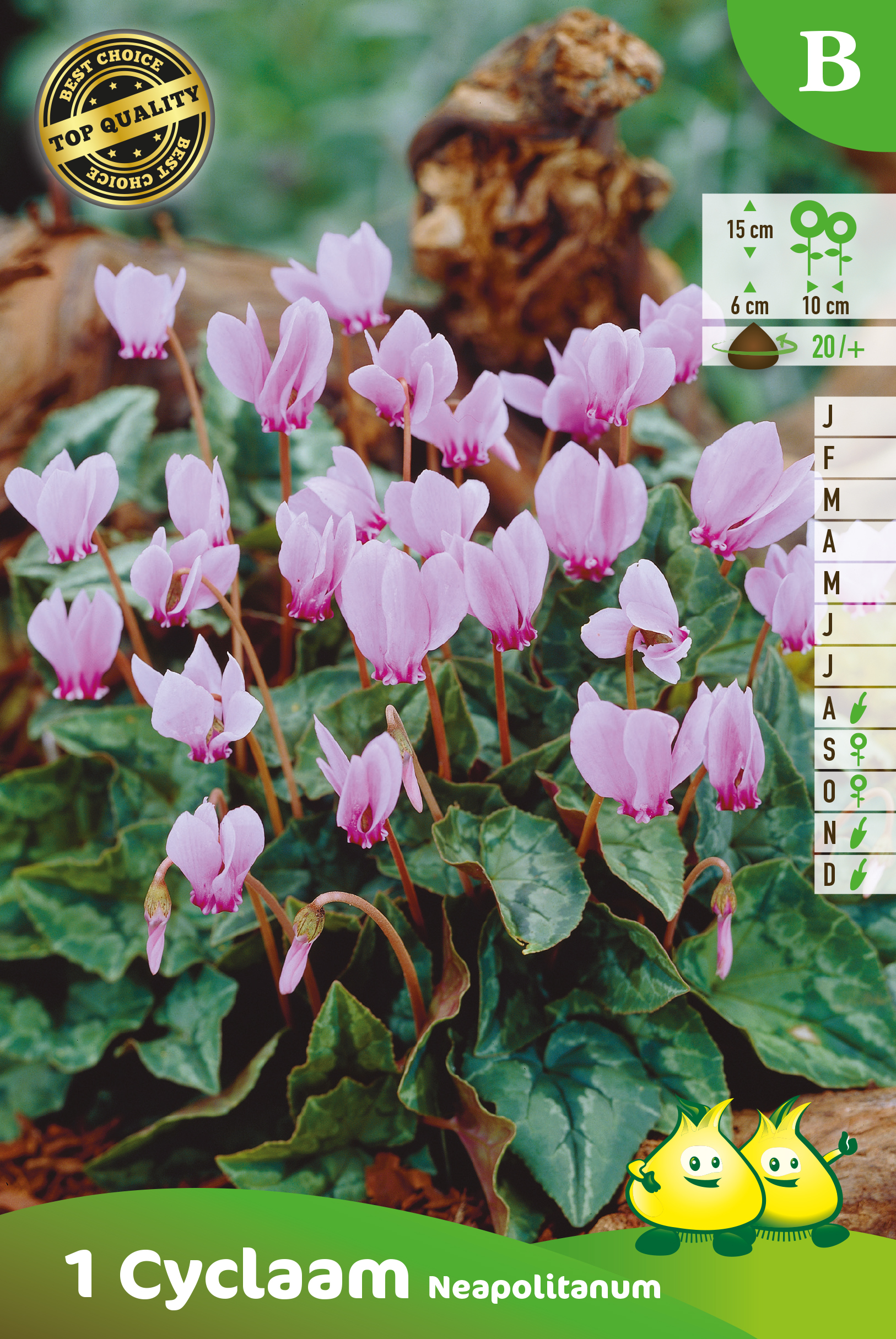 SACHET CYCLAMEN  B