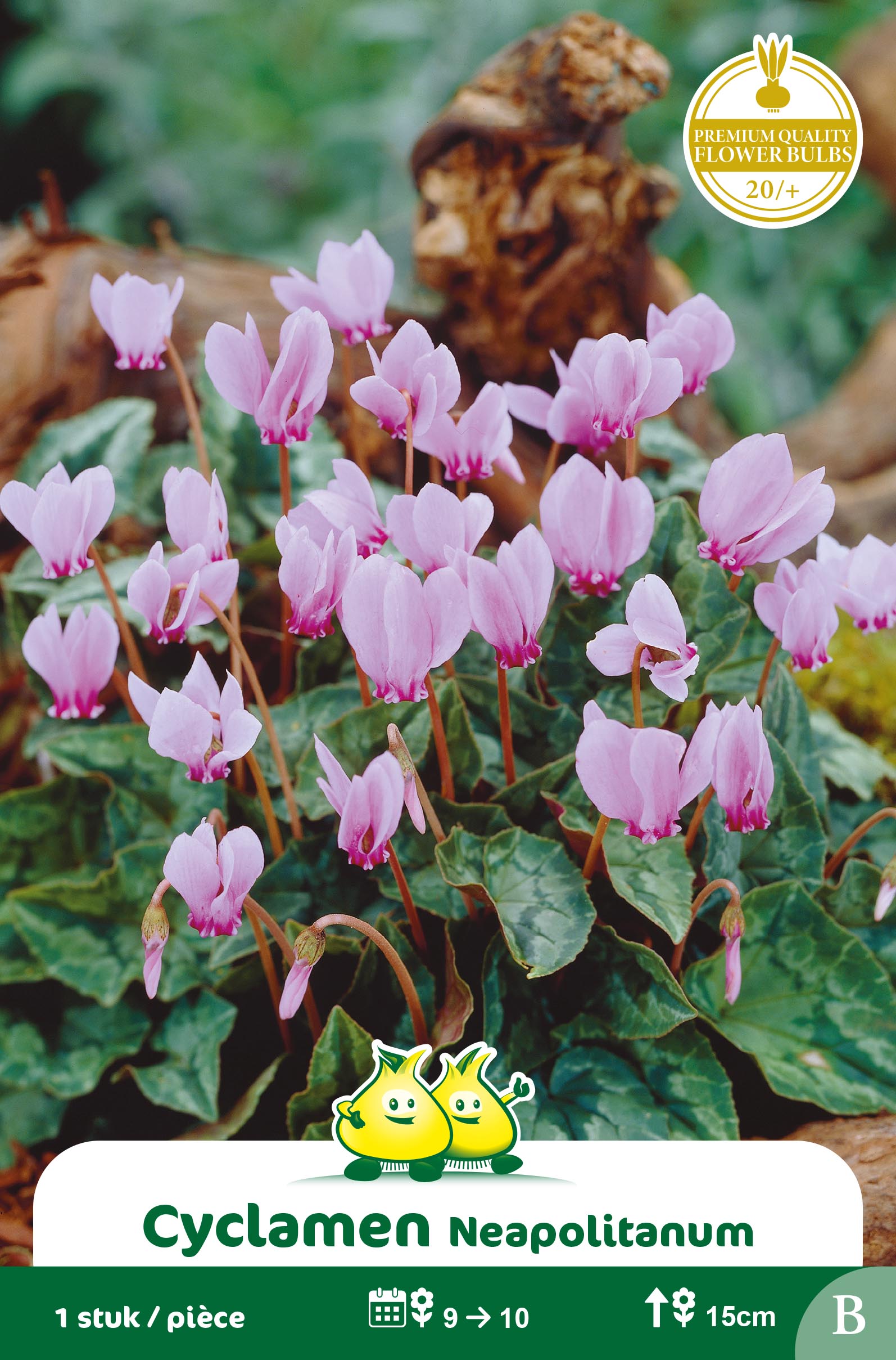ZAKJES CYCLAMEN B