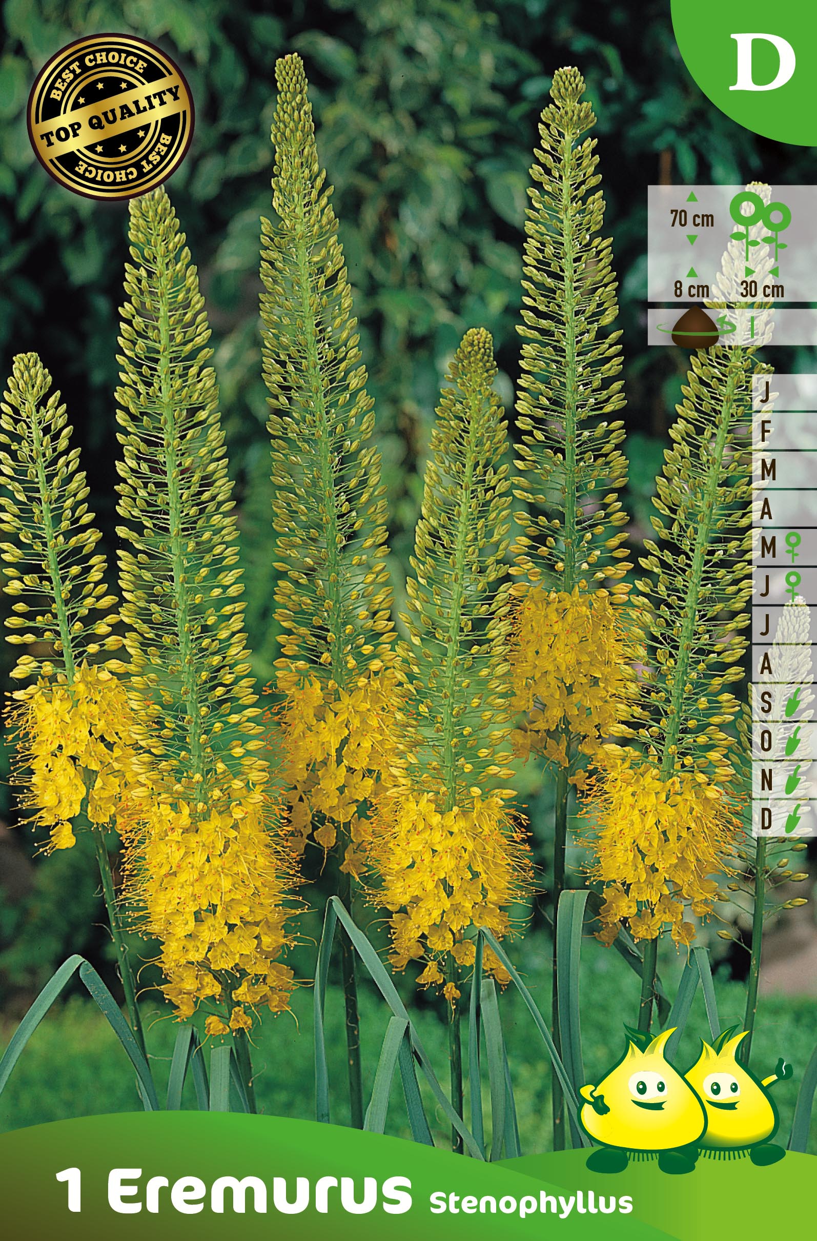 EREMURUS STENOPHYLLUS D