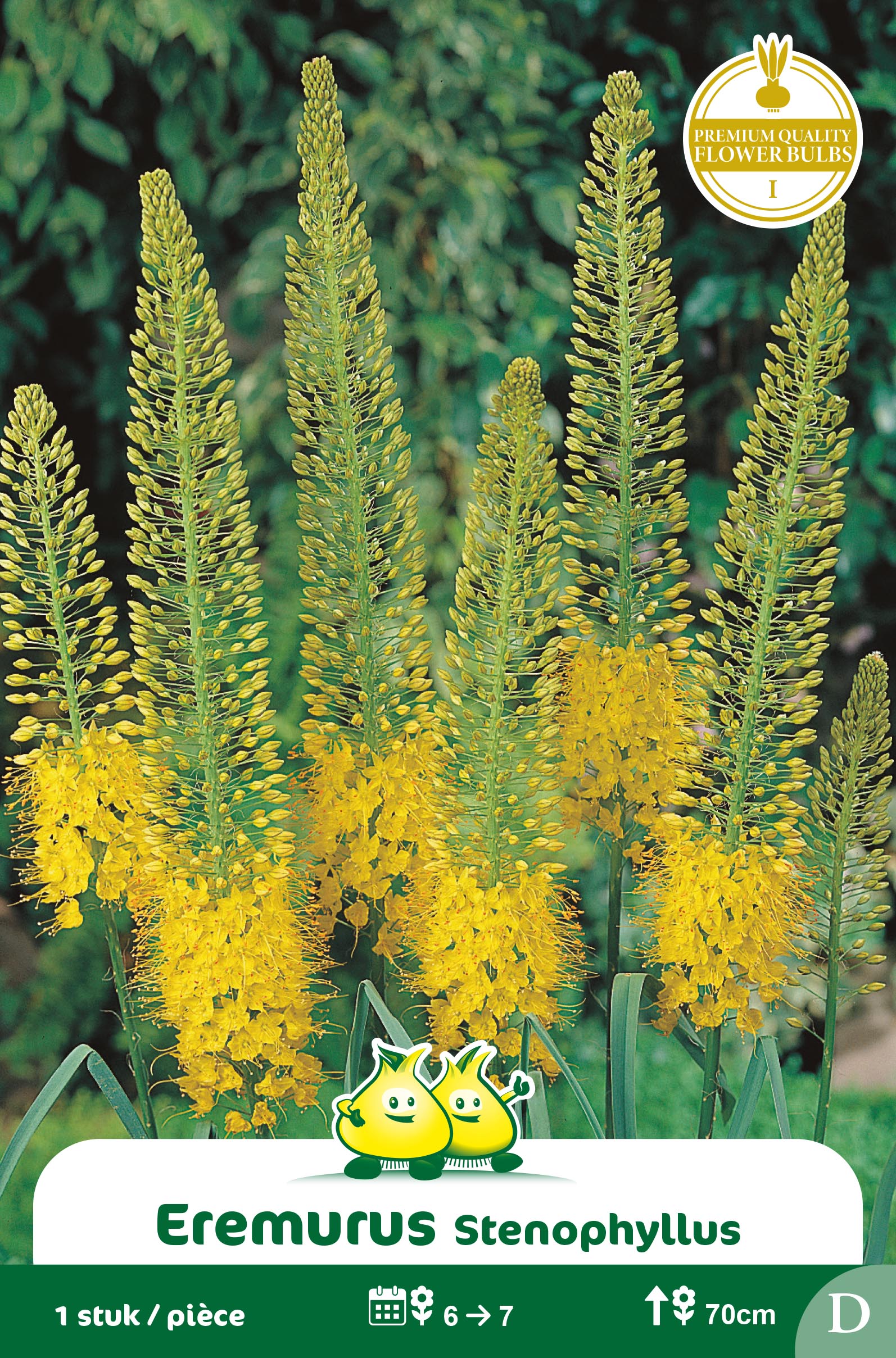 EREMURUS STENOPHYLLUS D