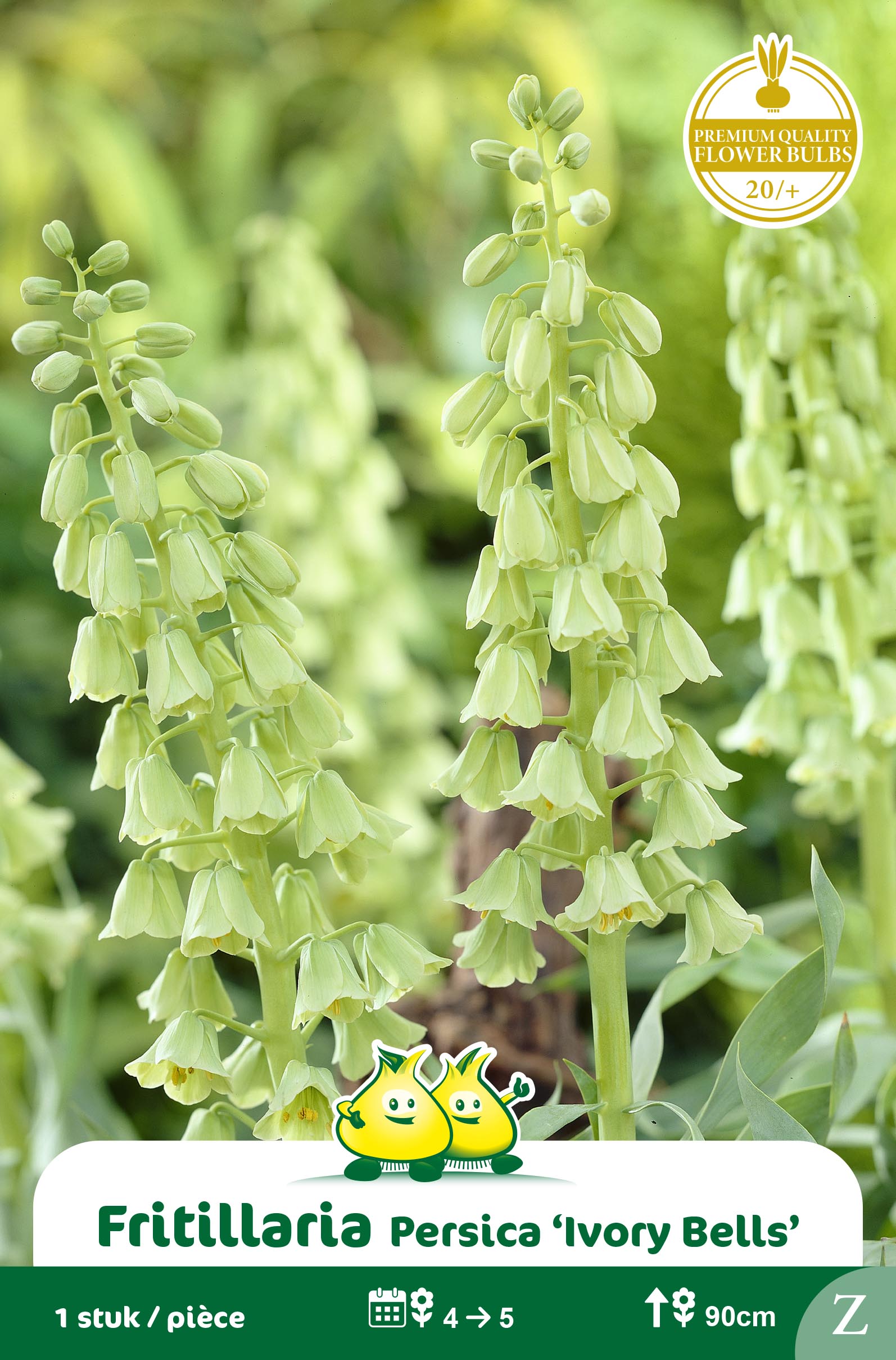 ZAKJES FRITULLARIA IVORY BELLS - Z