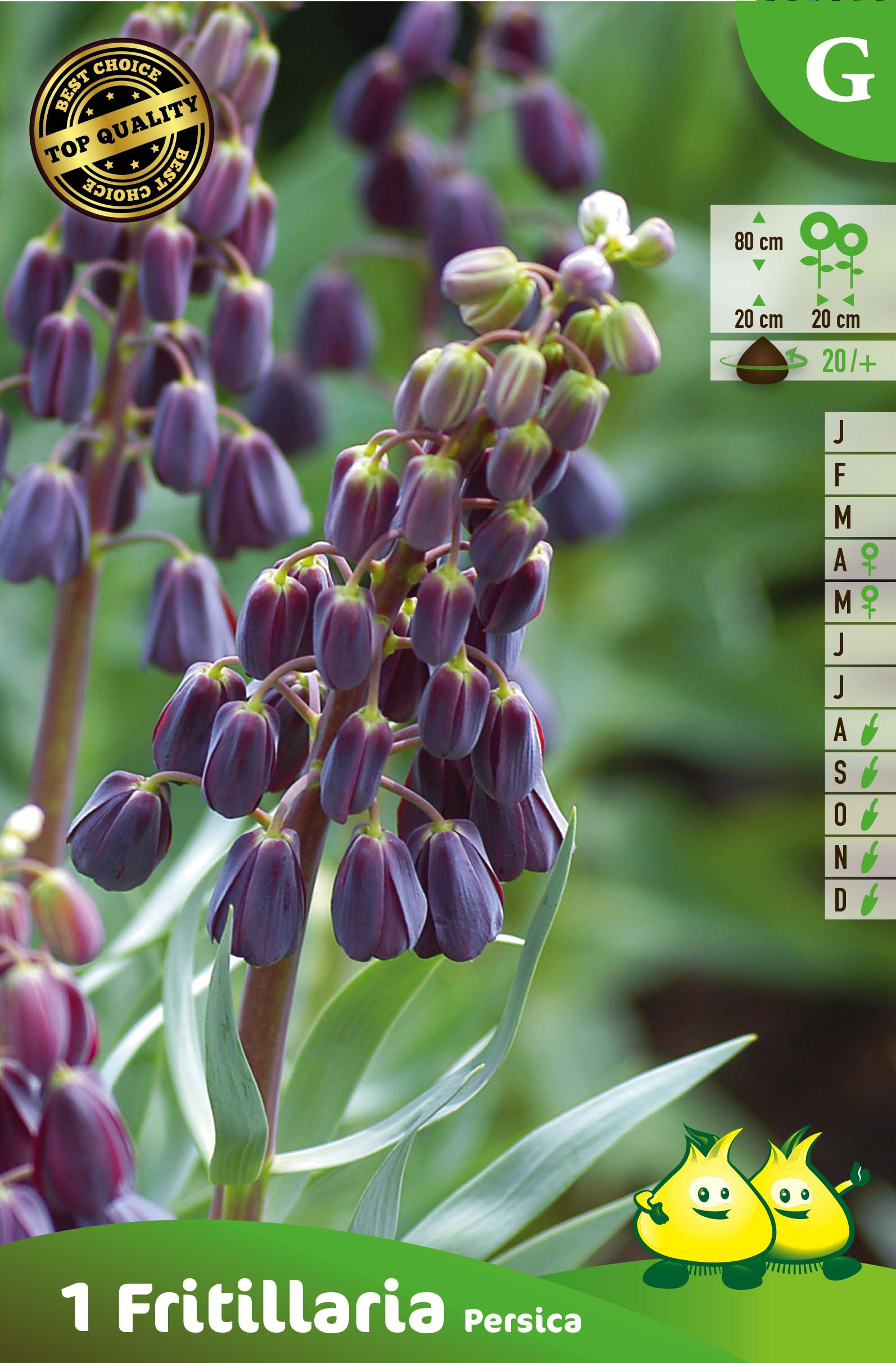 ZAKJES FRITULLARIA PERSICA G