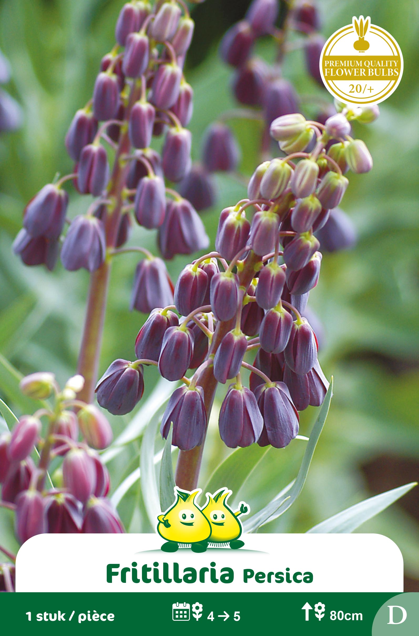 SACHET FRITULLARIA PERSICA  G